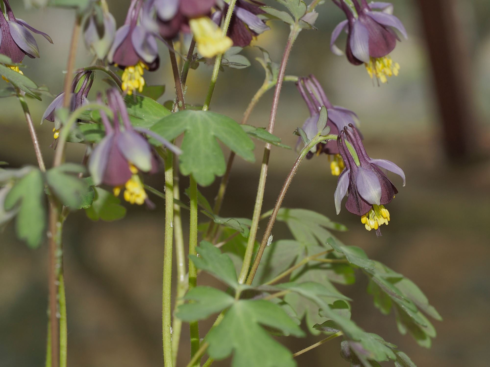 Image of Aquilegia viridiflora