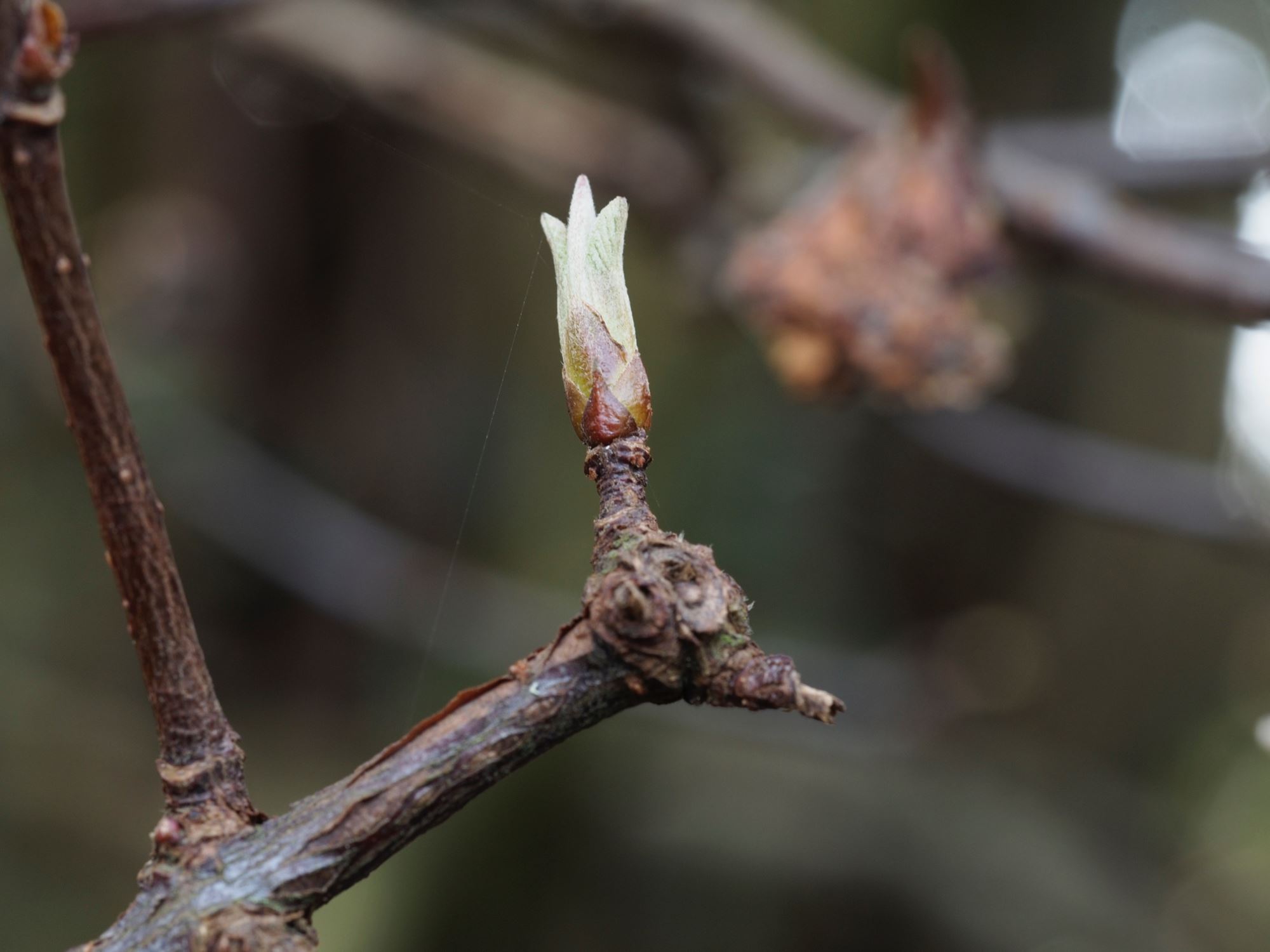 Image of Viburnum Ã— bodnantense 'Dawn'