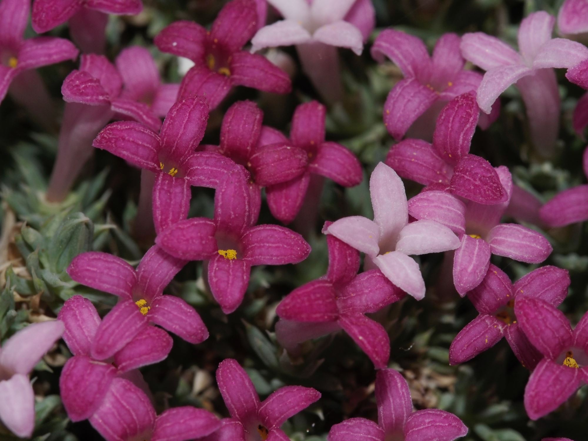 Image of Asperula sintenisii