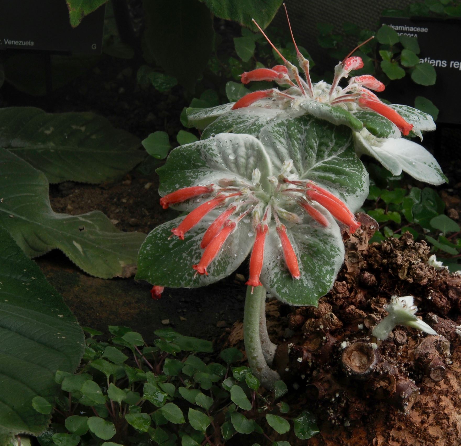 Image of Sinningia leucotricha