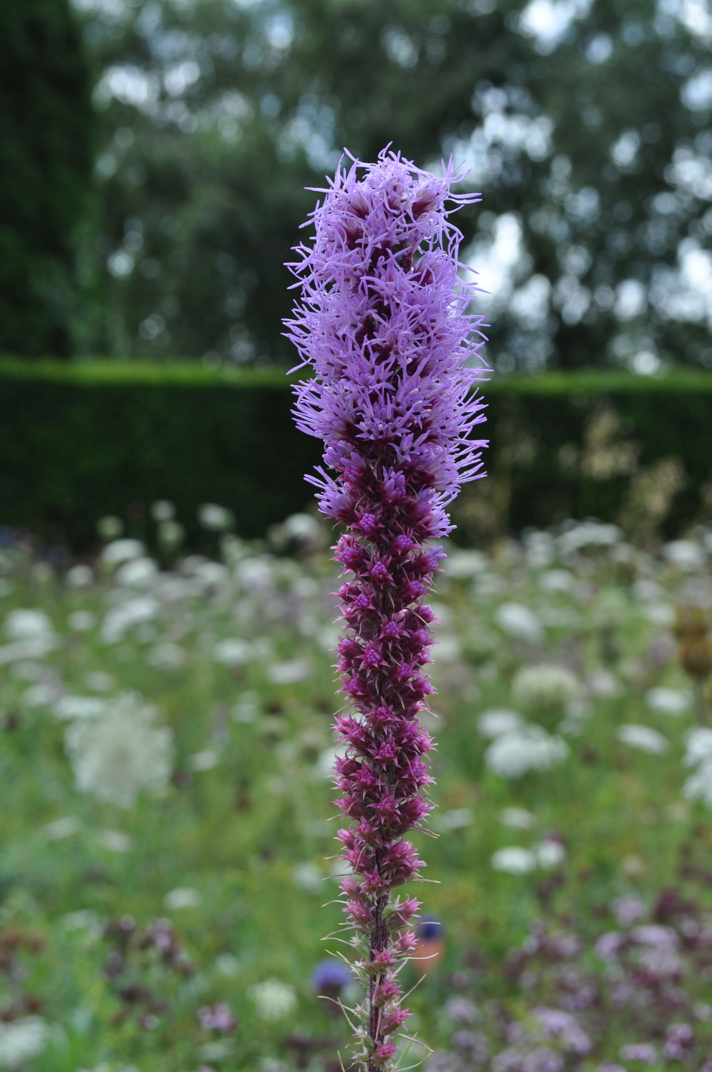 Image of Liatris spicata