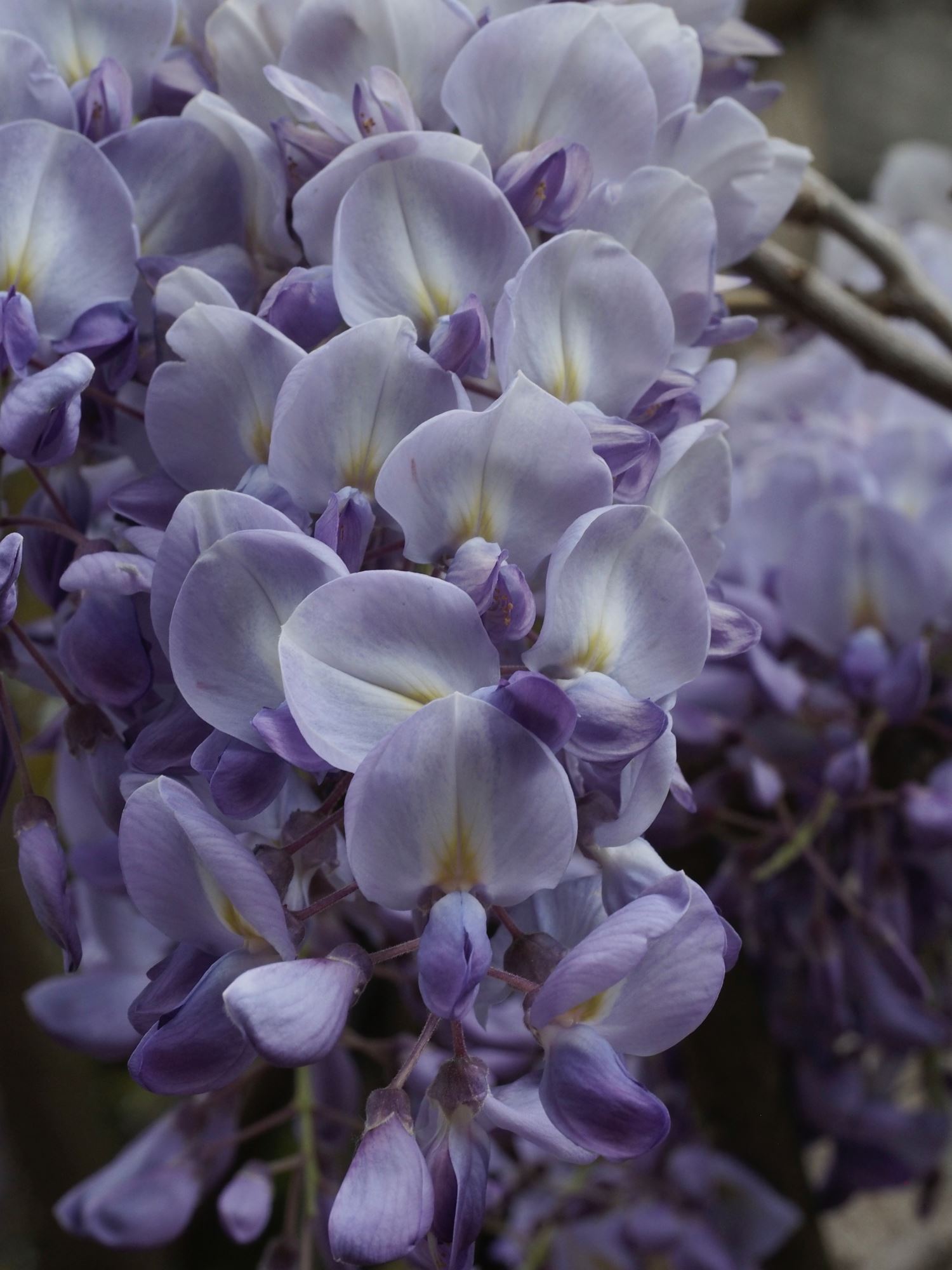 Image of Wisteria sinensis