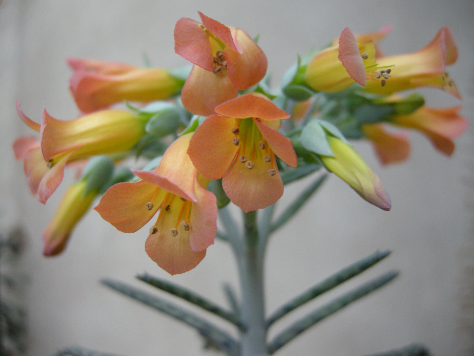 Image of Kalanchoe tubiflora