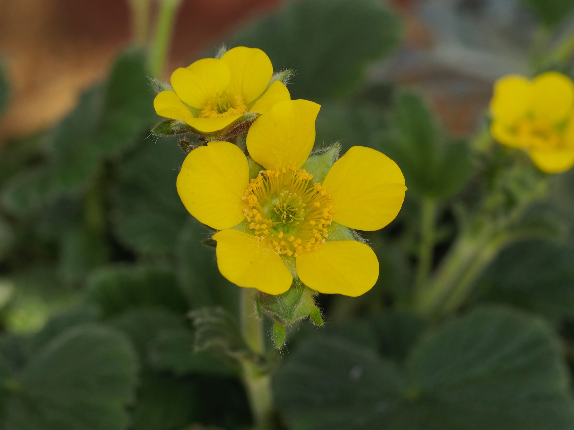Image of Geum capense