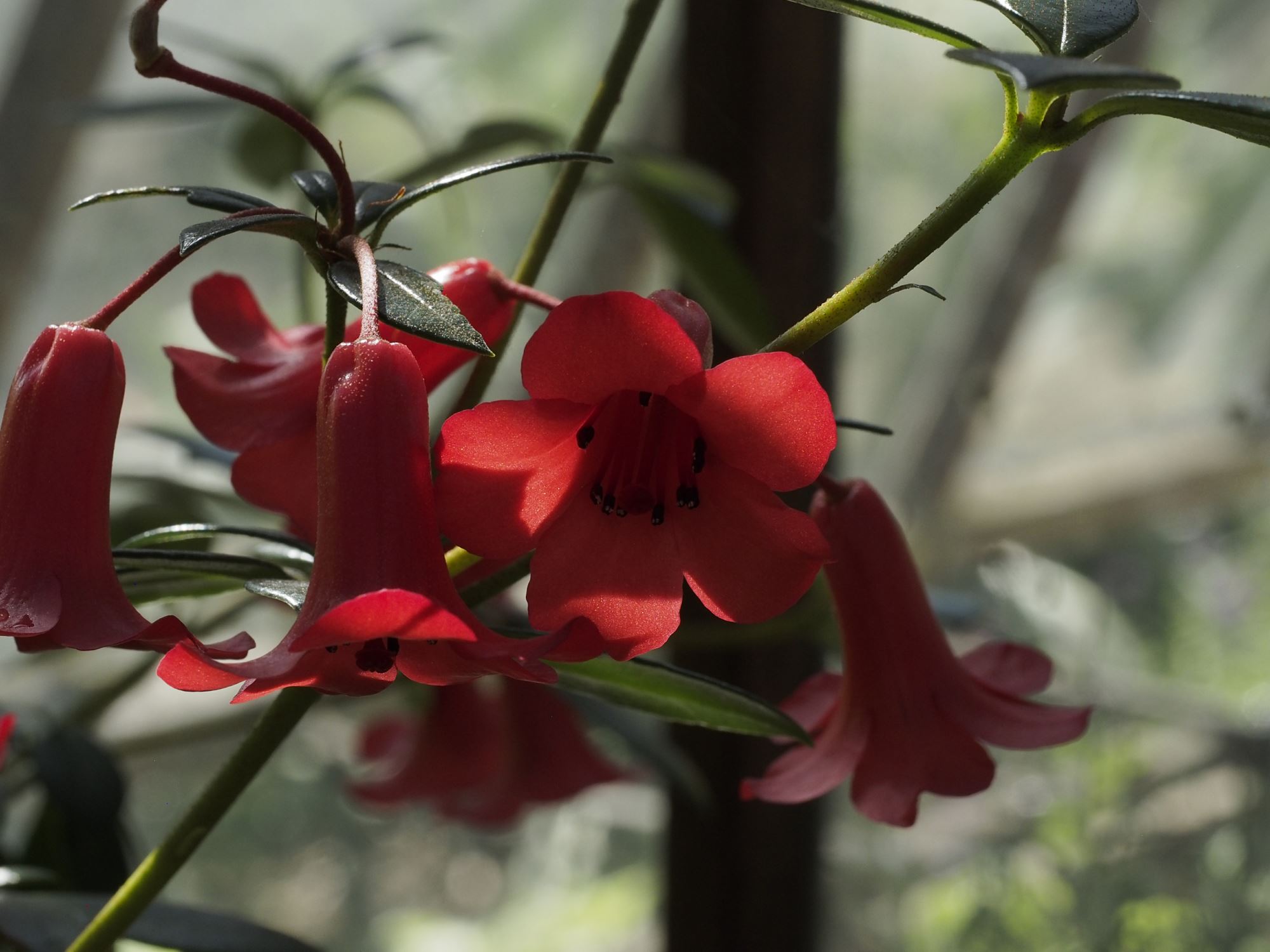 Image of Rhododendron 'Saint Valentine'