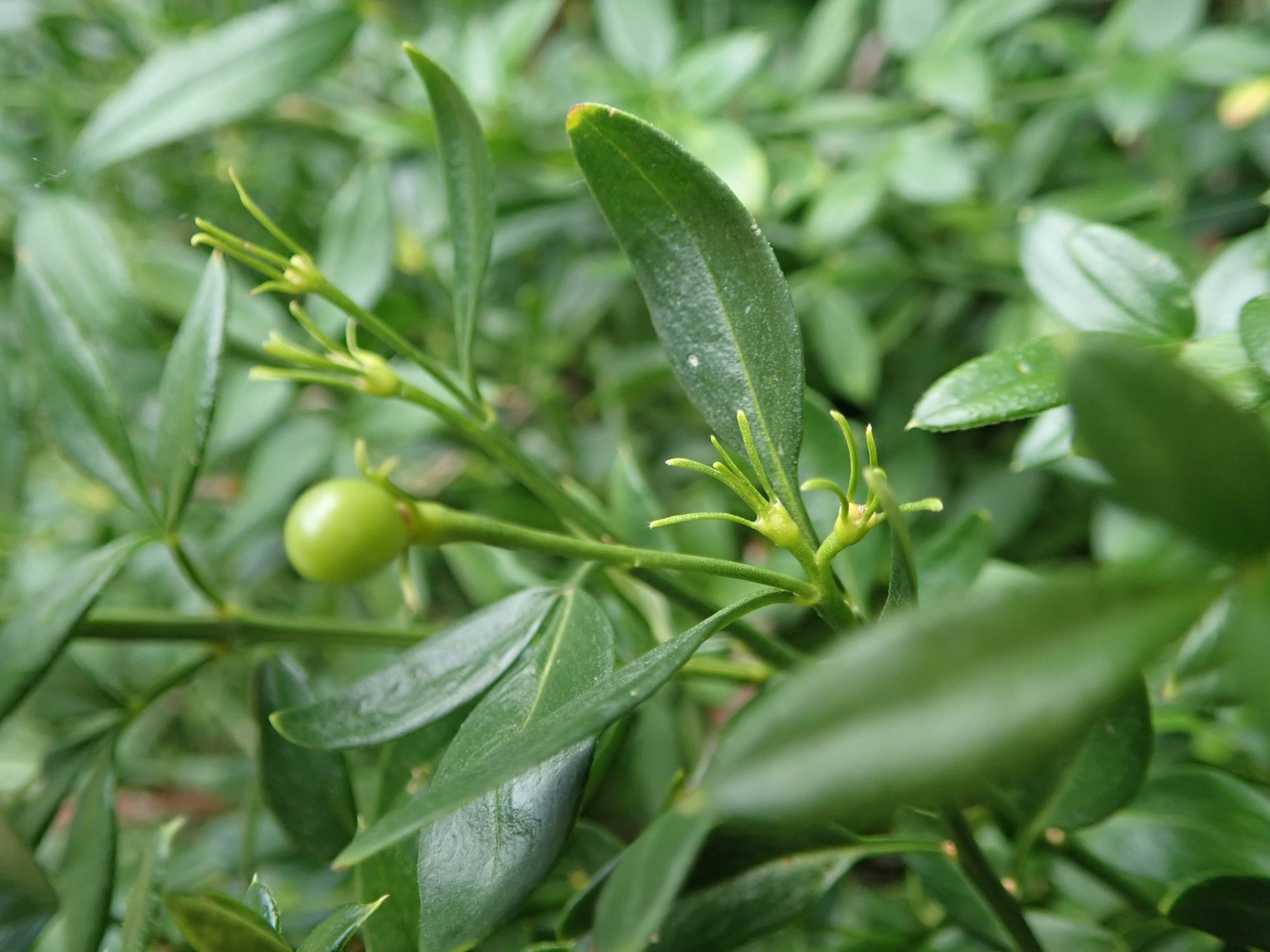 Image of Chrysojasminum fruticans