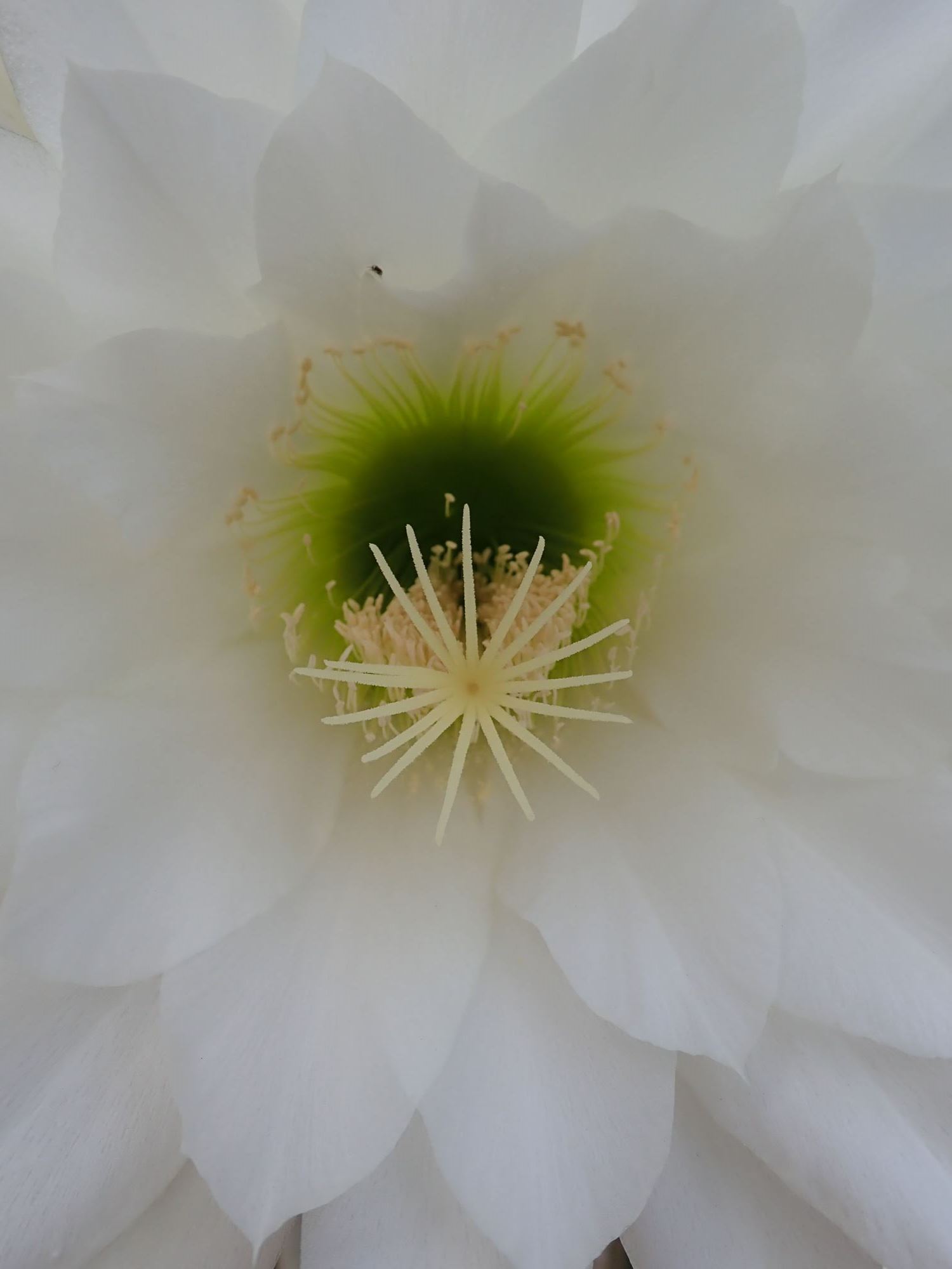 Image of Echinopsis spachiana