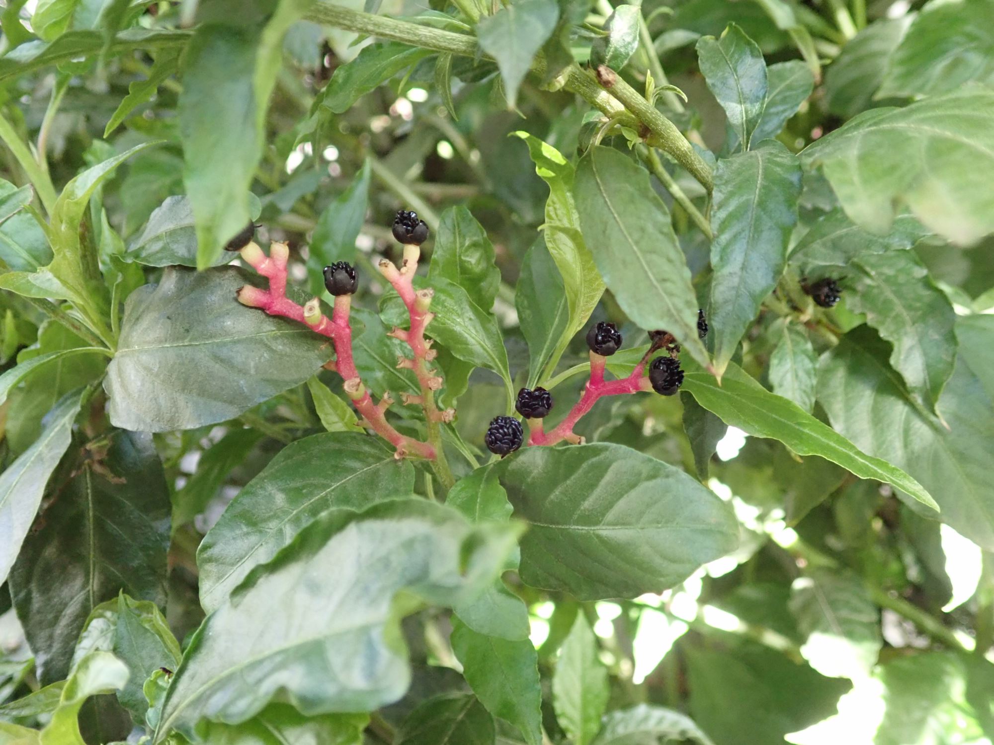 Image of Pleuropetalum darwinii