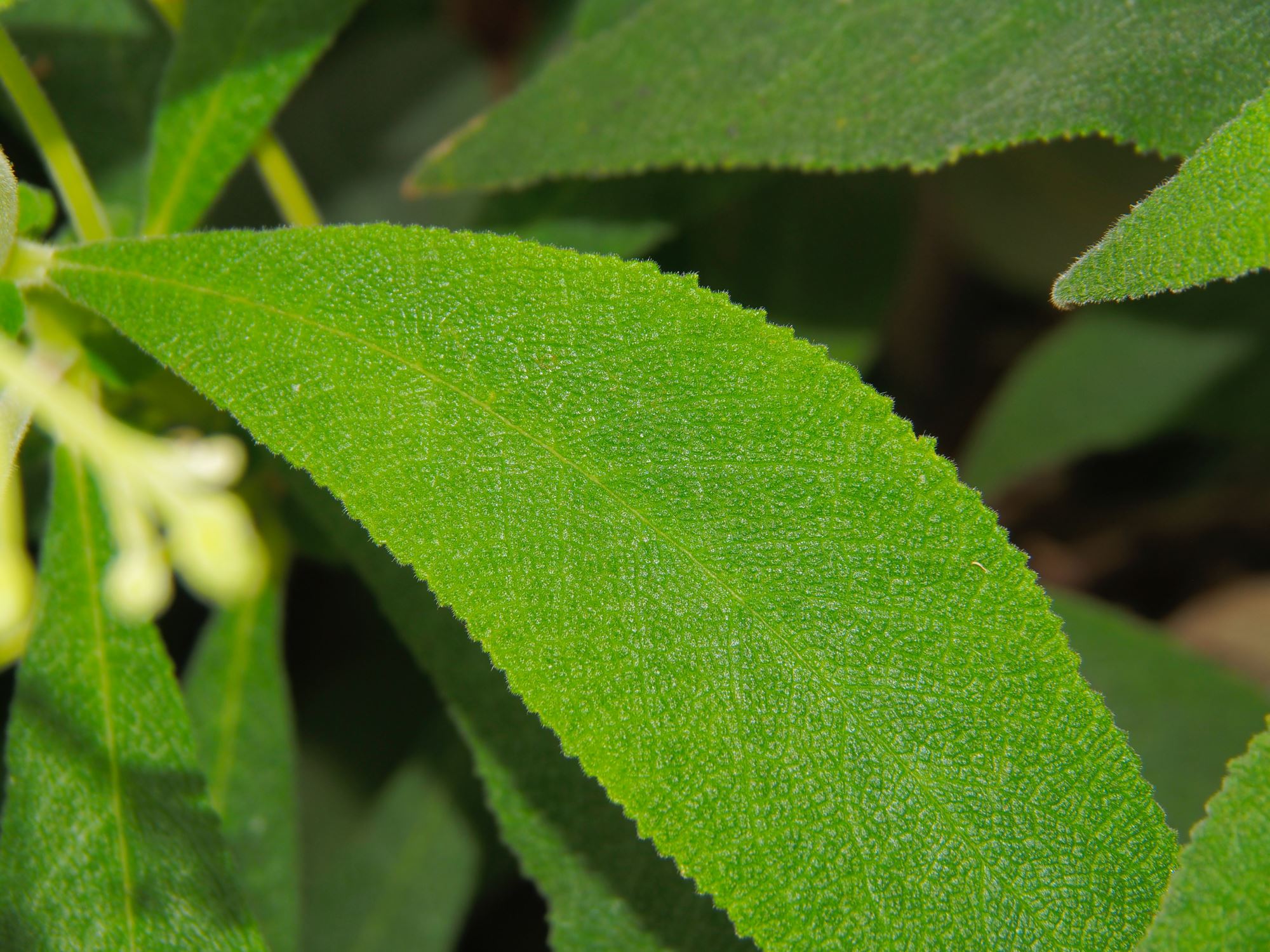 Image of Rhytidophyllum tomentosum