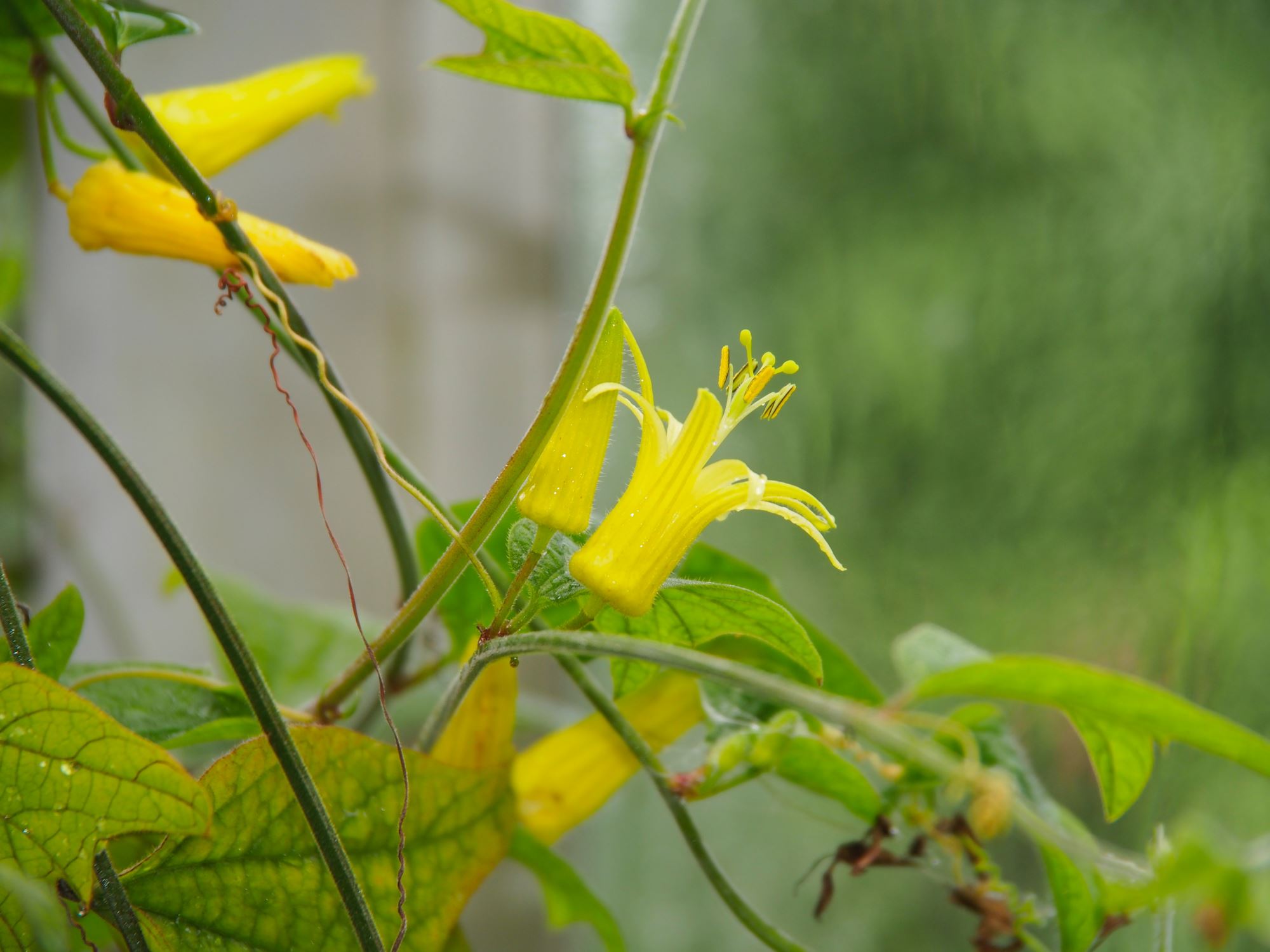 Image of Passiflora citrina