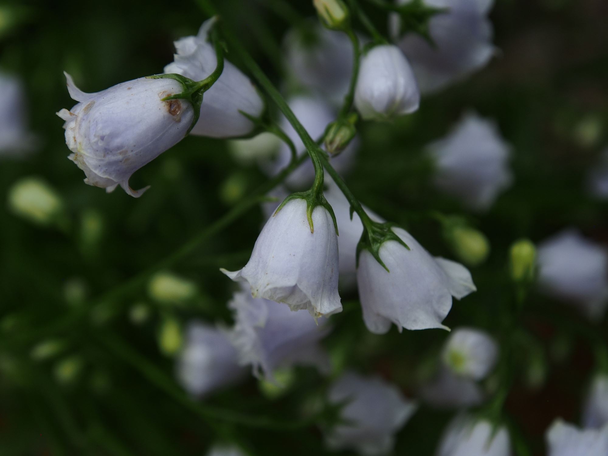Image of Campanula cochleariifolia 'Elizabeth Okier'
