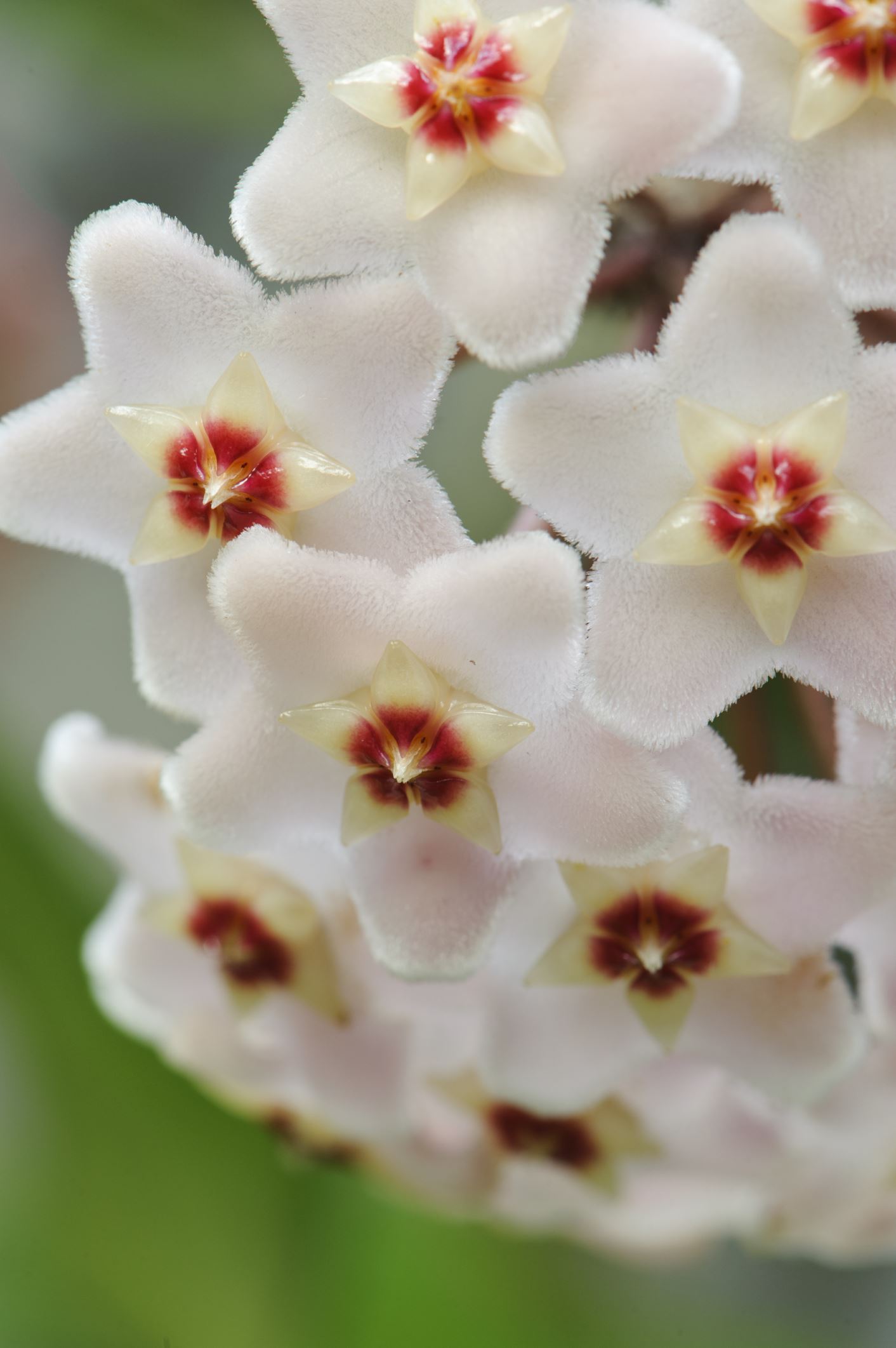 Image of Hoya carnosa