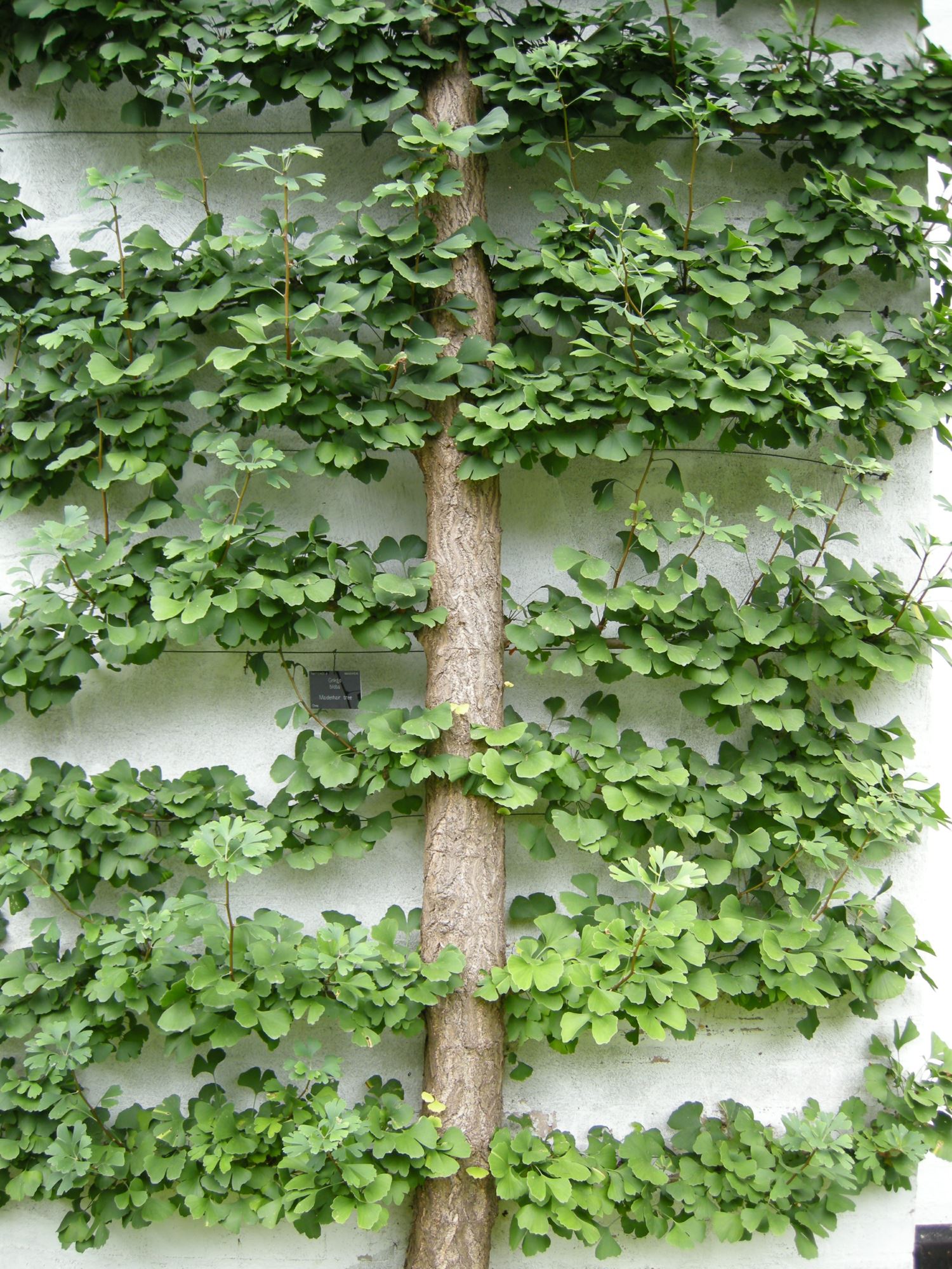 Image of Ginkgo biloba
