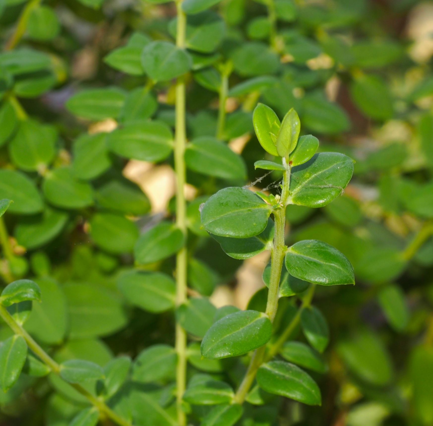 Image of Polygala fruticosa