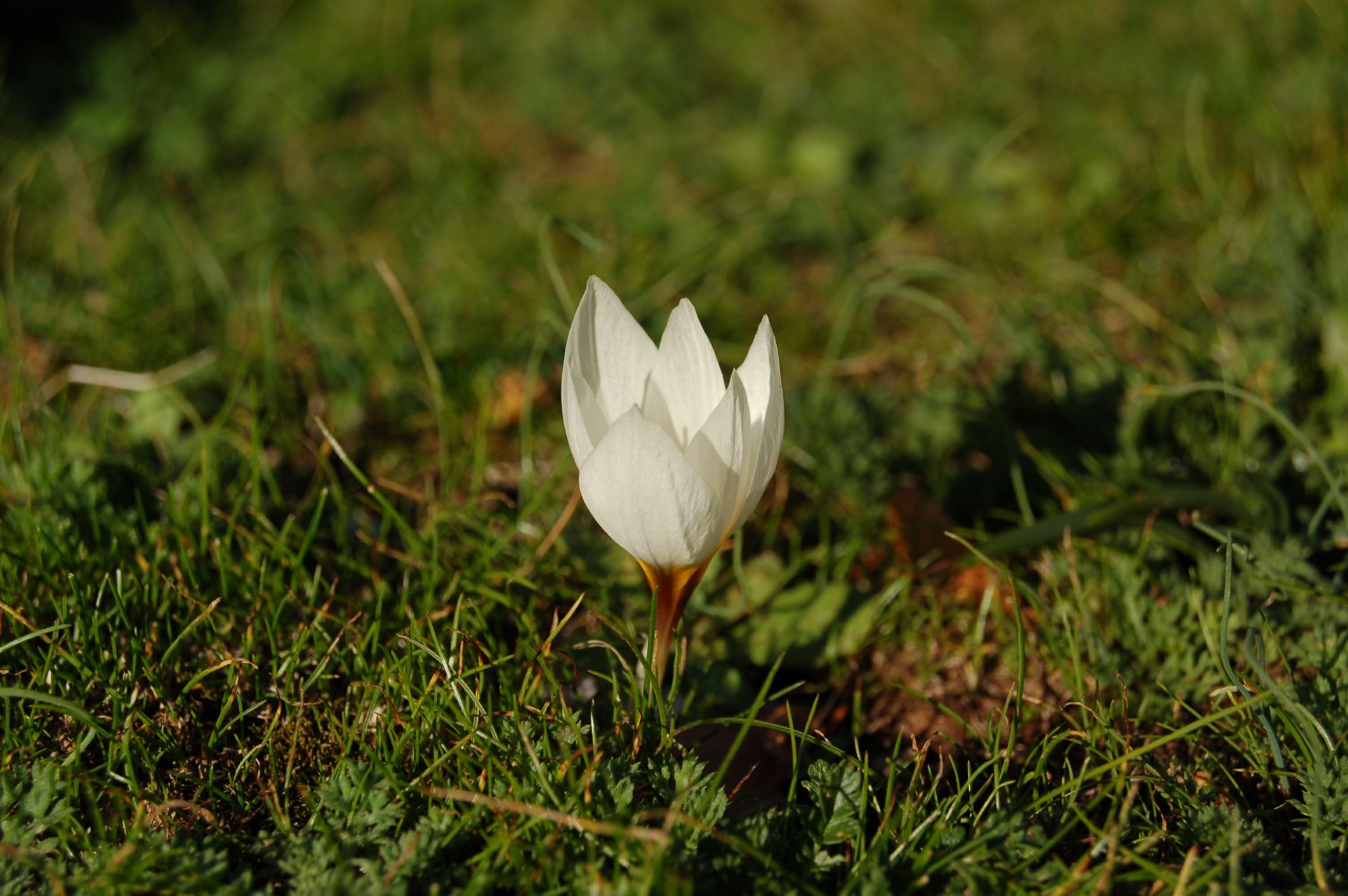 Image of Crocus hadriaticus