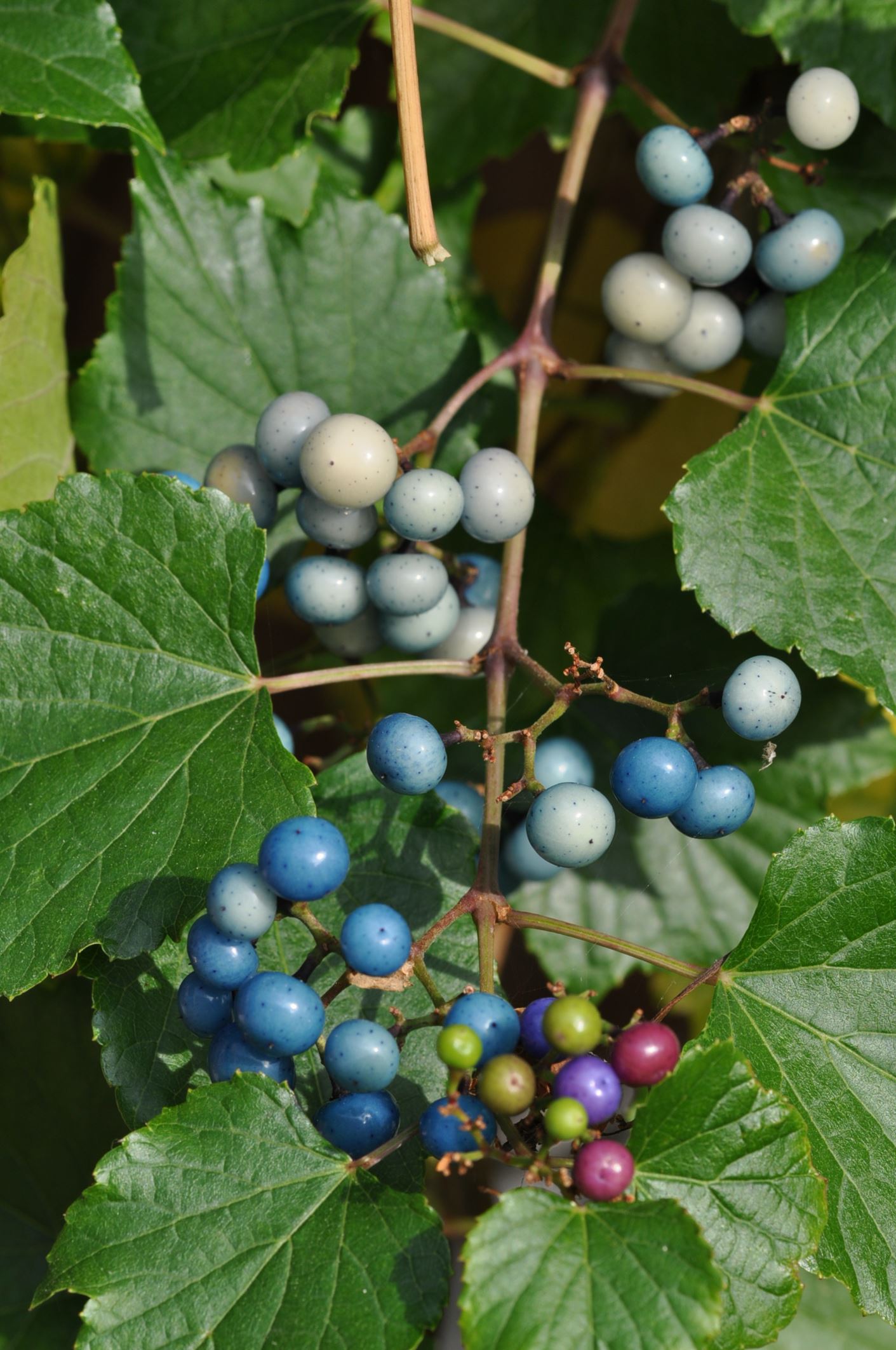 Image of Ampelopsis brevipedunculata