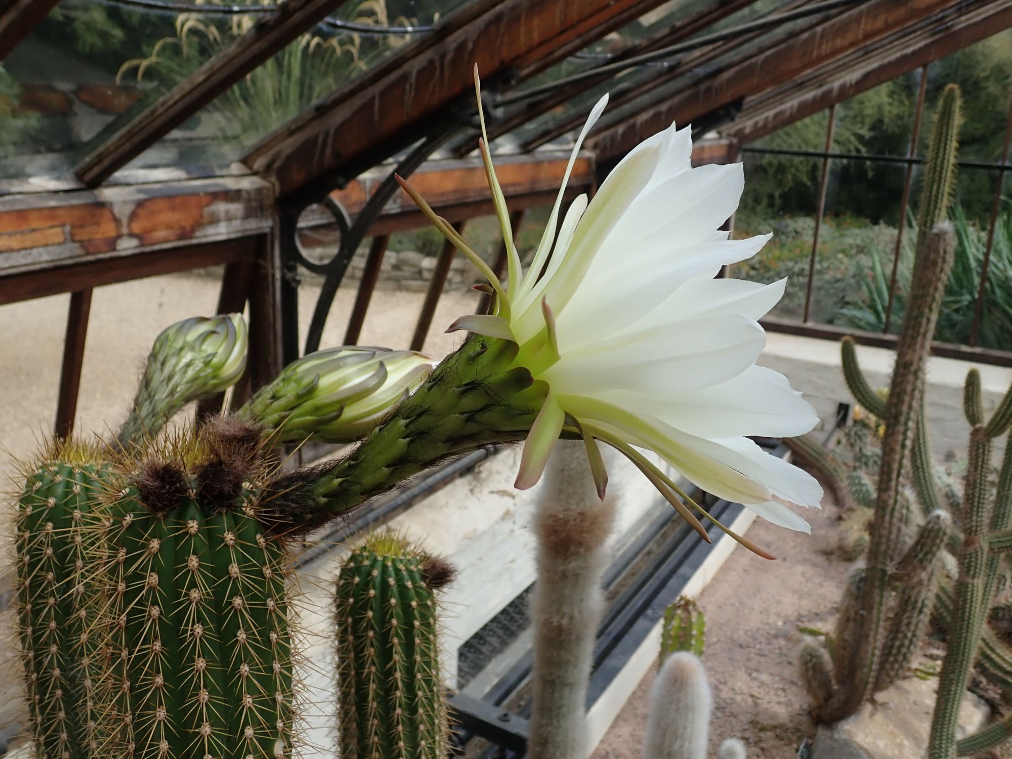 Image of Echinopsis spachiana