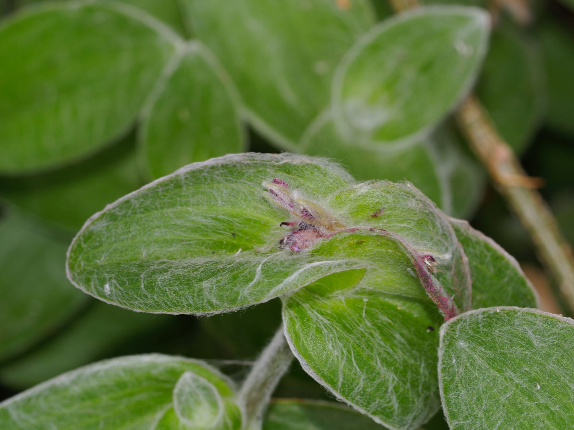 Image of Tradescantia sillamontana
