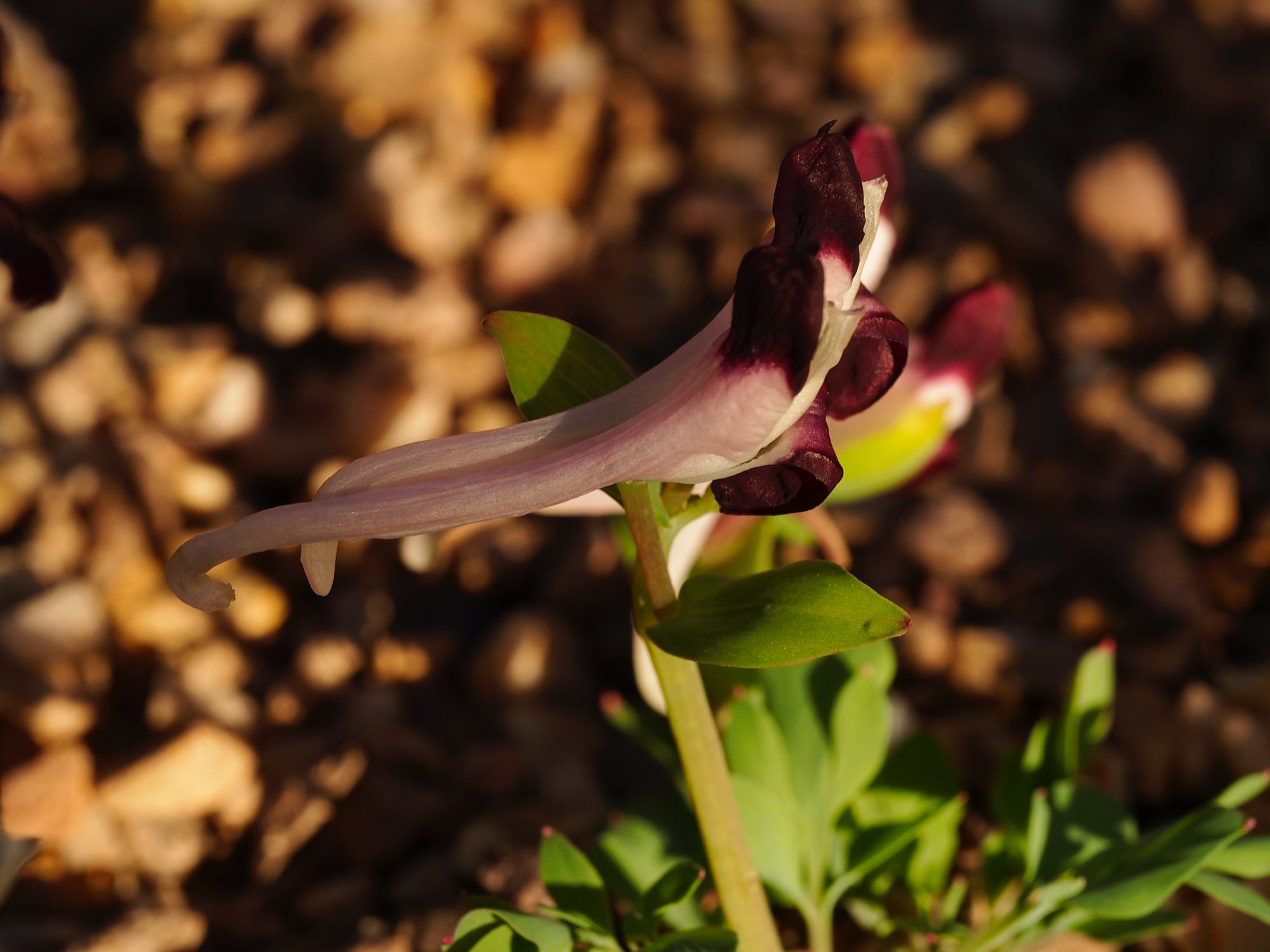 Image of Corydalis lebedouriana