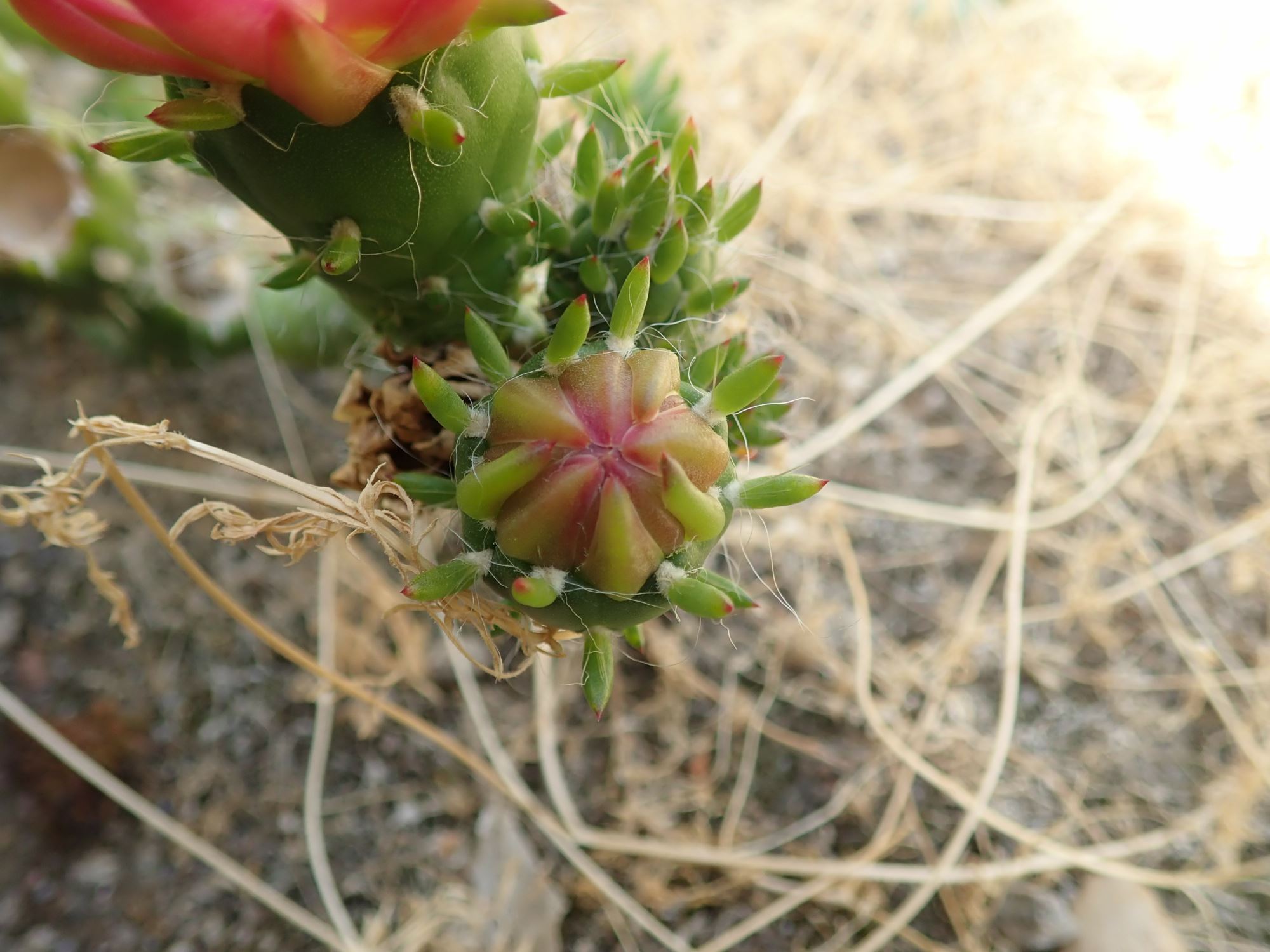Image of Austrocylindropuntia subulata subsp. subulata