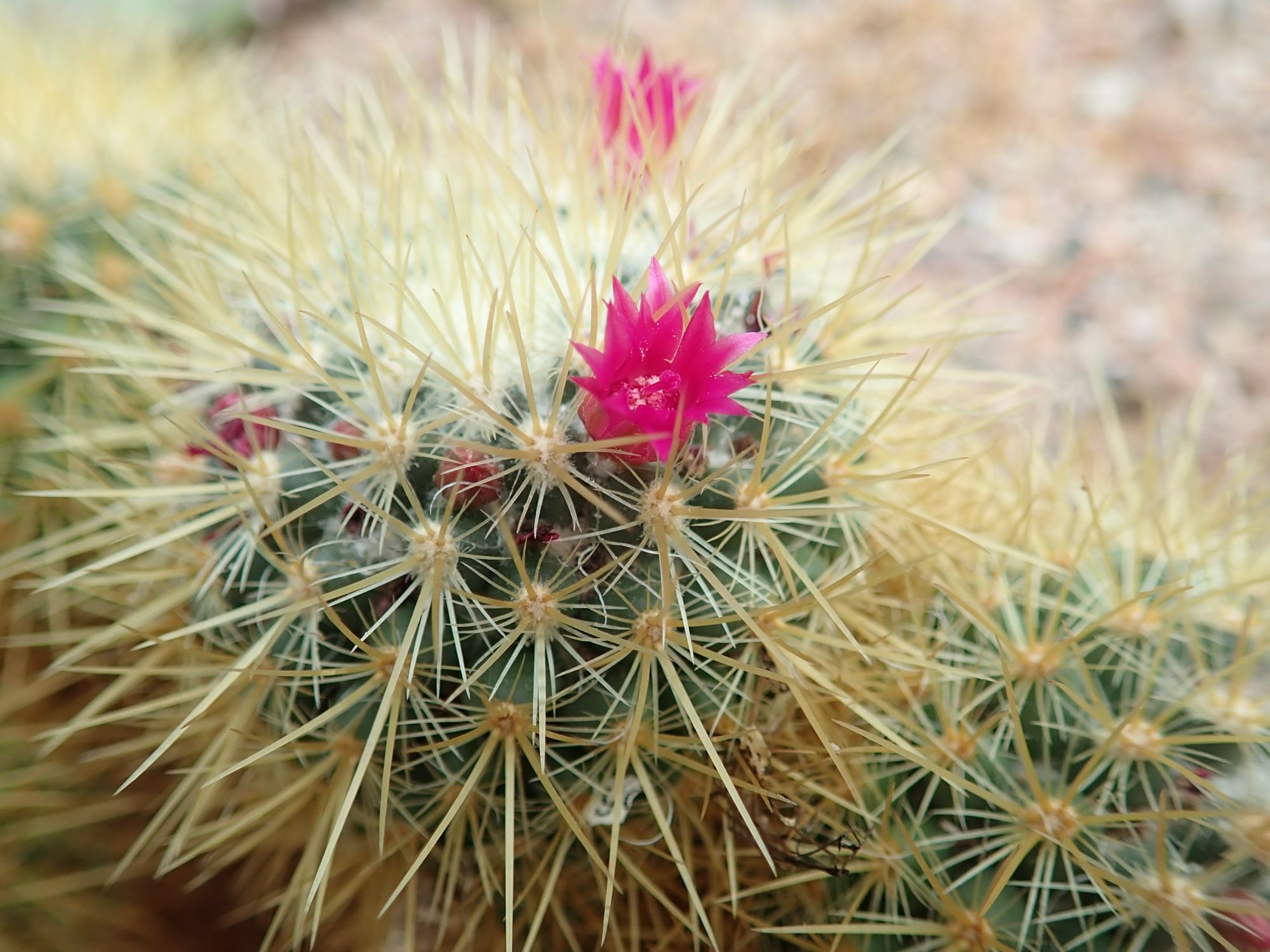 Image of Mammillaria rhodantha subsp. rhodantha