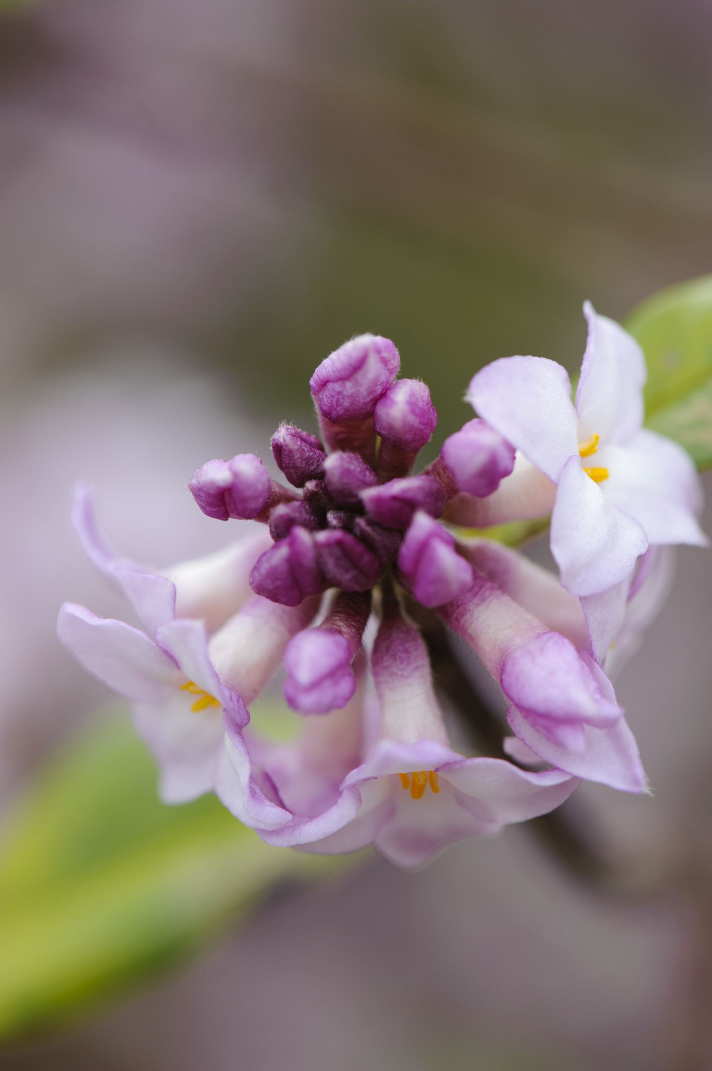 Image of Daphne bholua 'Jacqueline Postill'