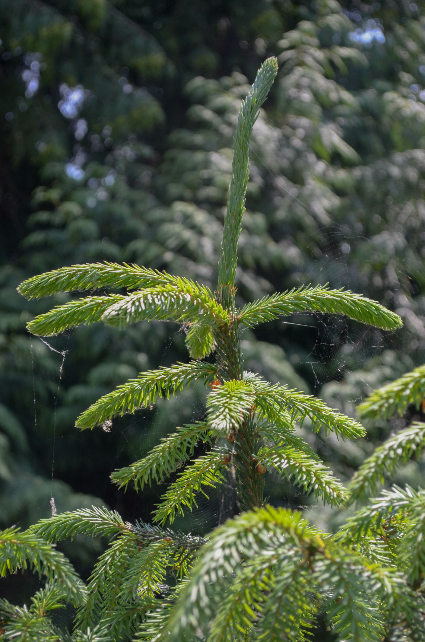 Image of Picea omorika