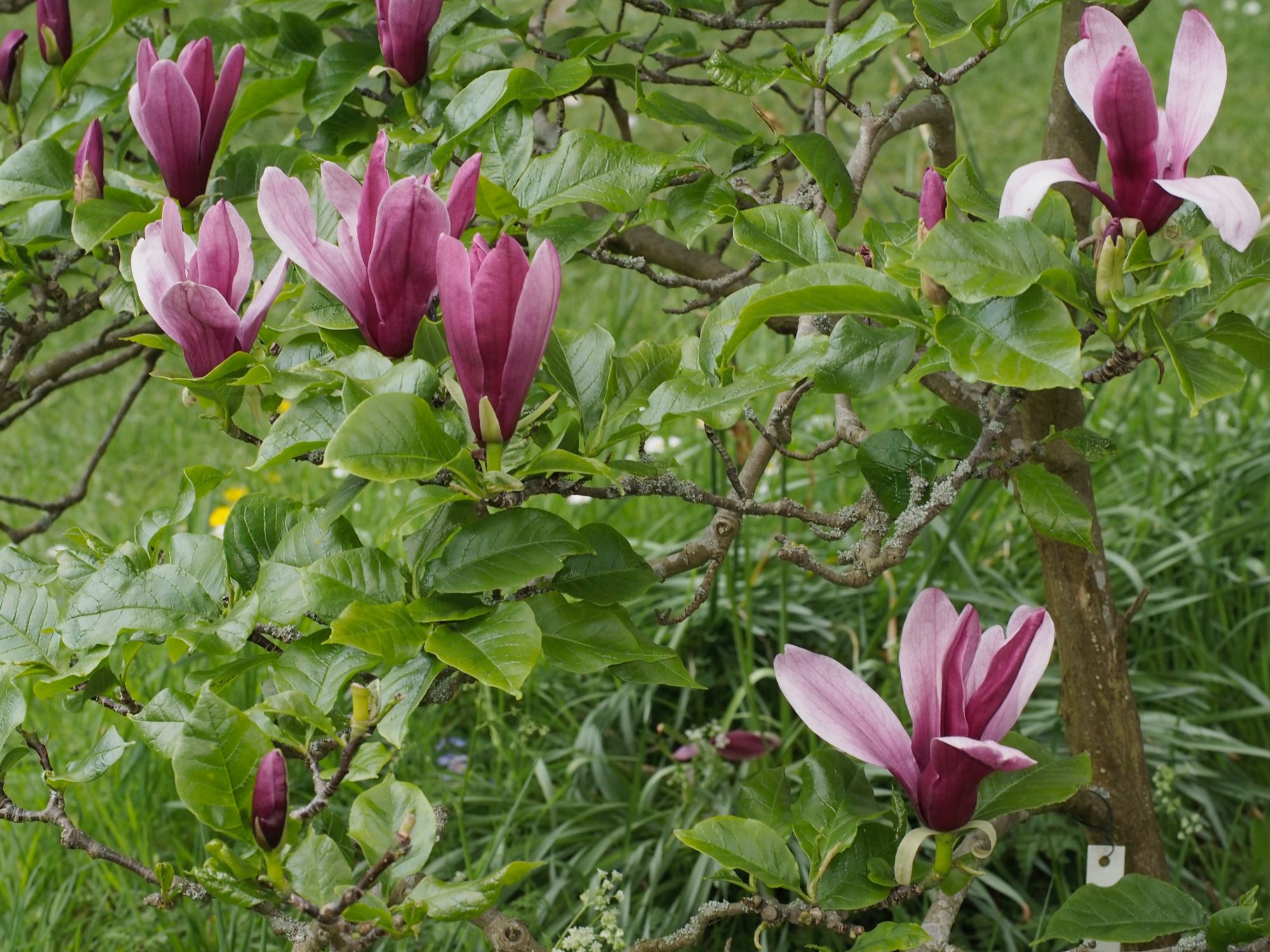 Image of Magnolia liliiflora