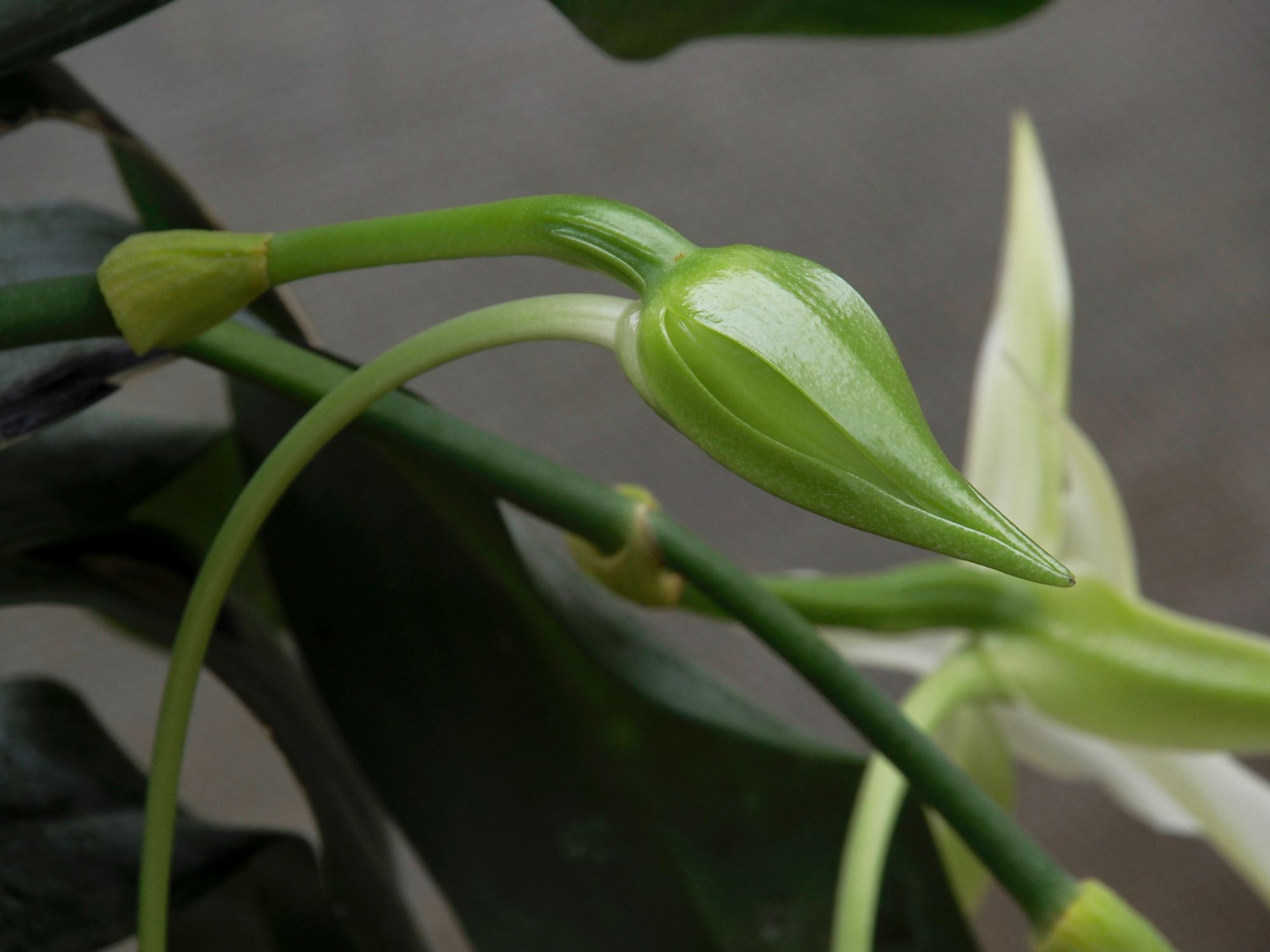 Image of Angraecum sesquipedale