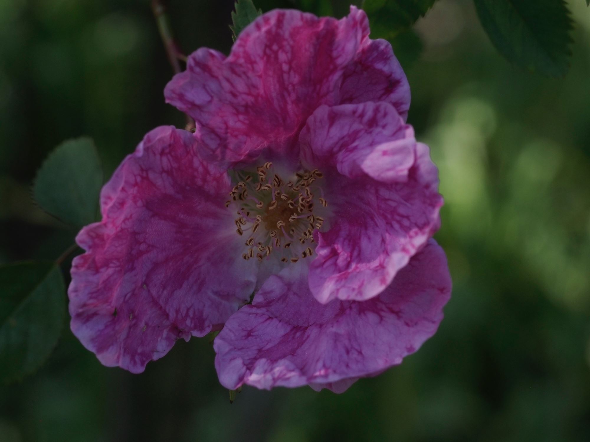 Image of Rosa 'Cantab'