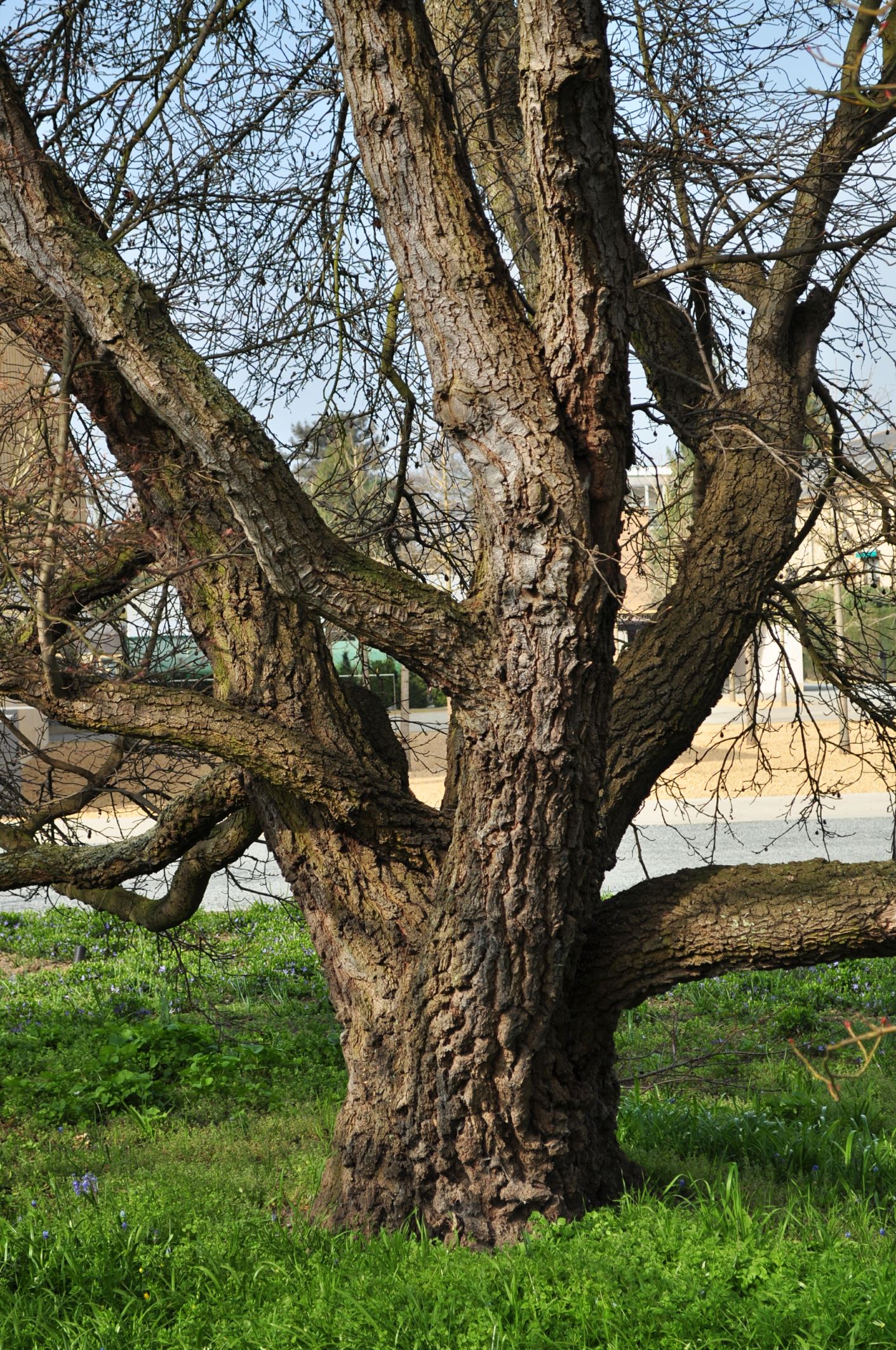 Image of Liquidambar orientalis