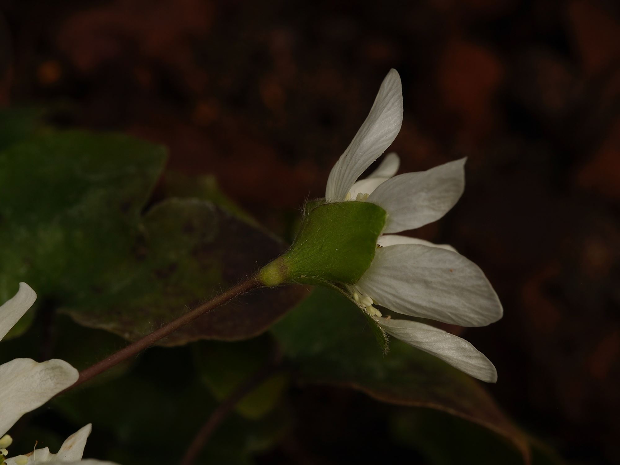 Image of Hepatica nobilis