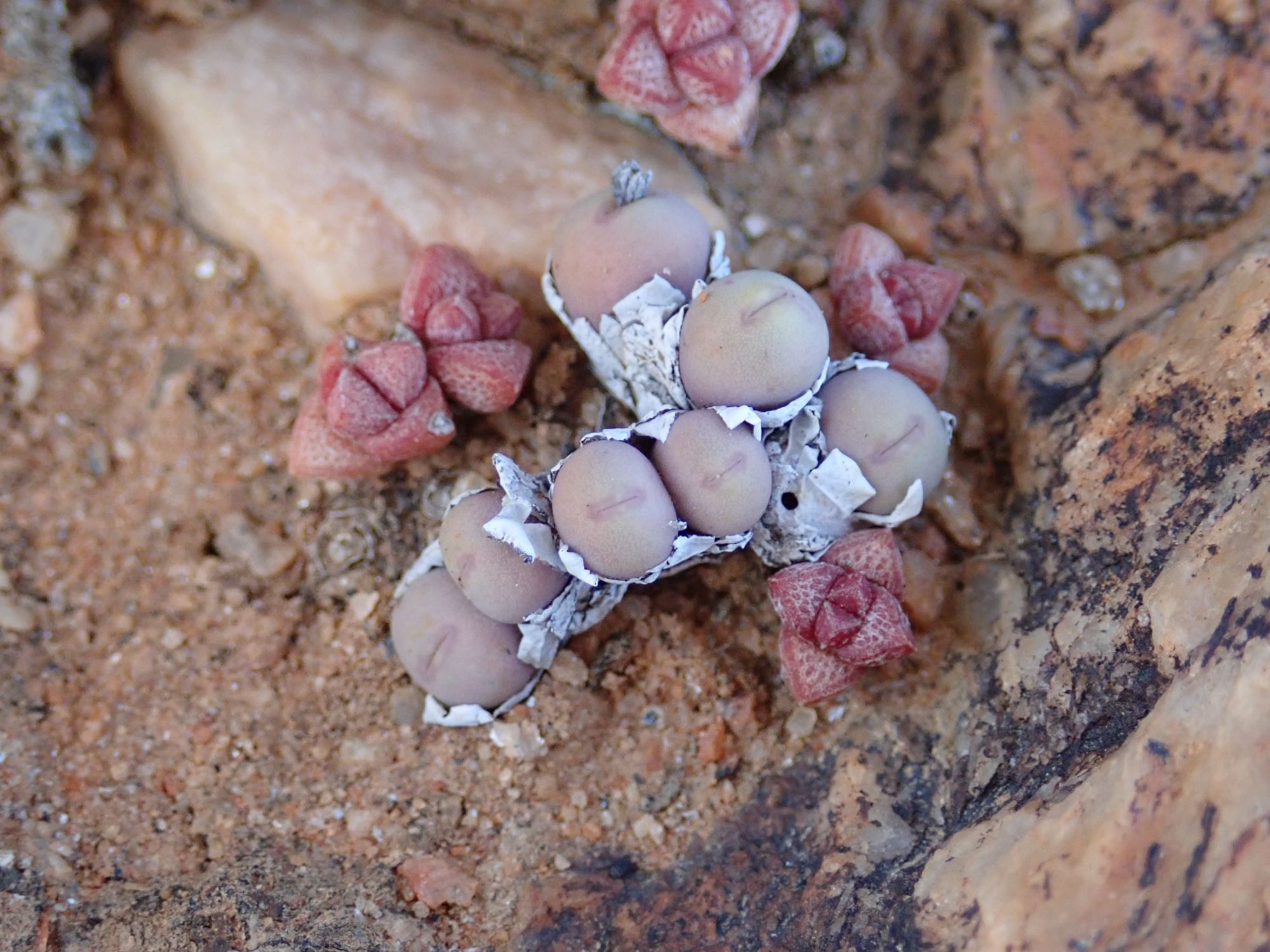 Image of Conophytum obscurum