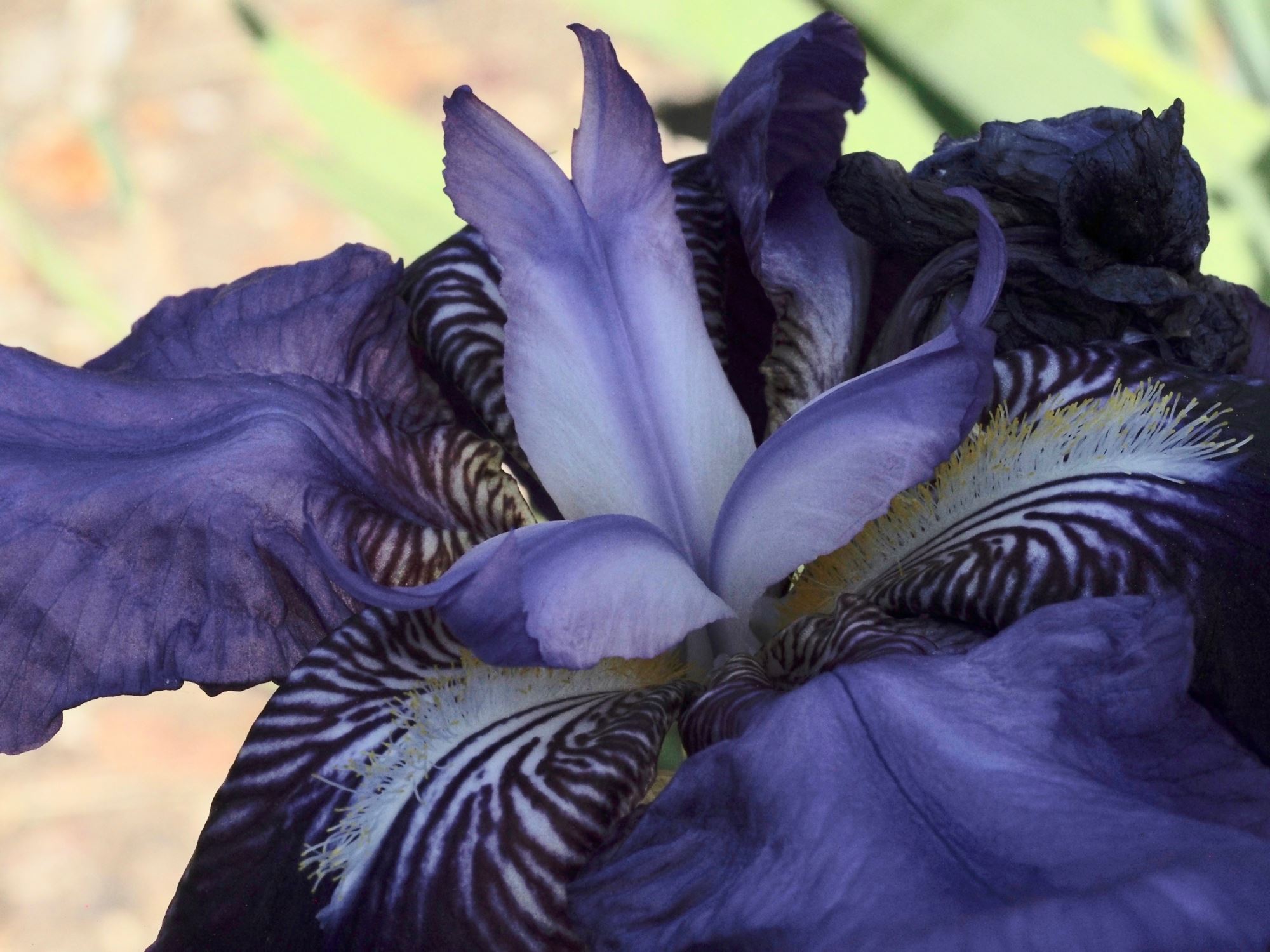 Image of Iris germanica 'Kharput'
