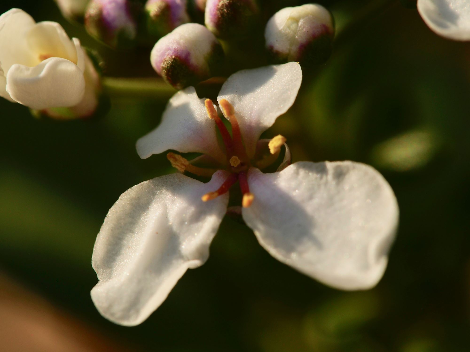 Image of Iberis semperflorens
