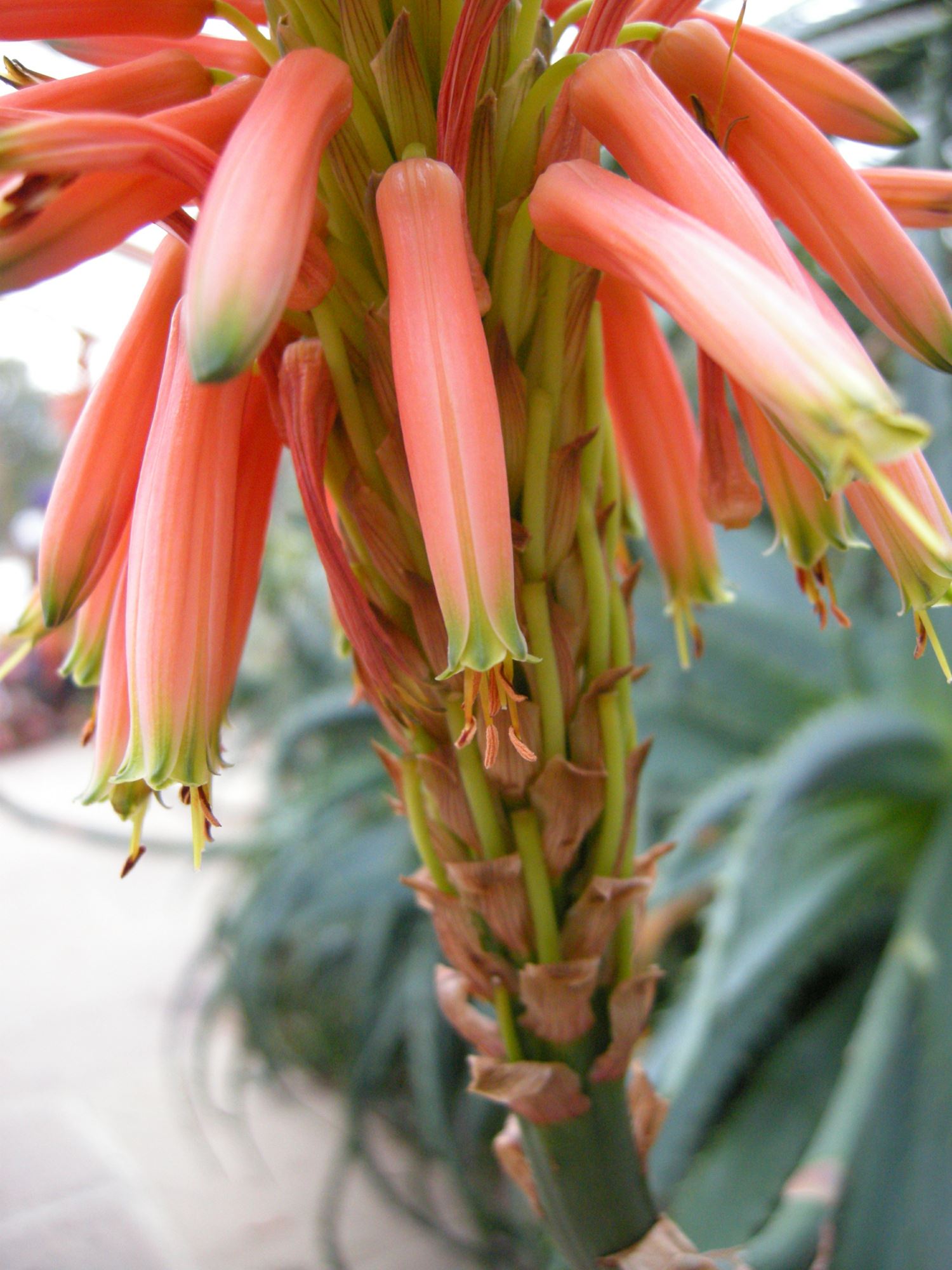 Image of Aloe arborescens