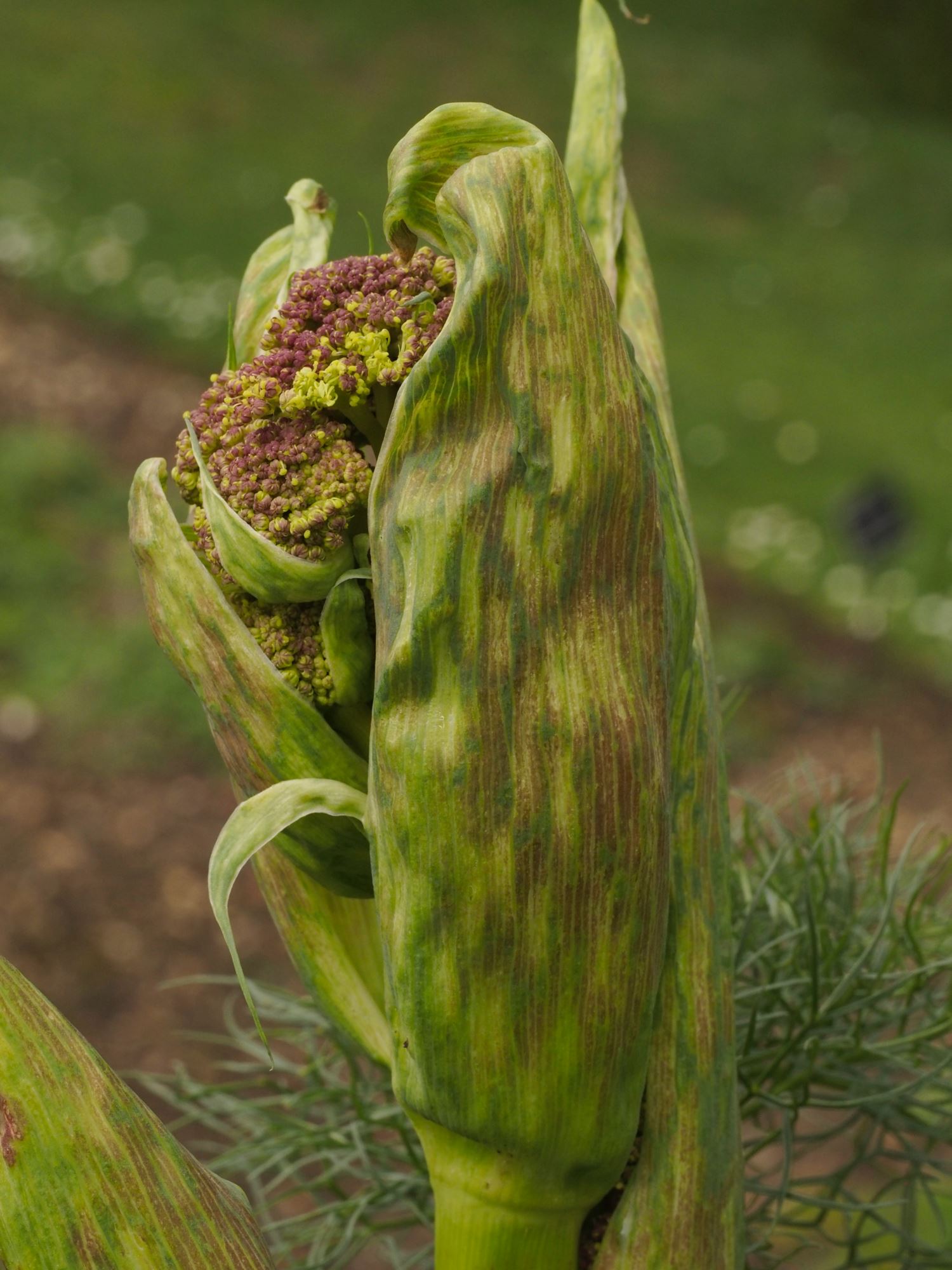 Image of Ferula communis