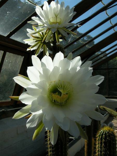 Image of Echinopsis atacamensis subsp. pasacana