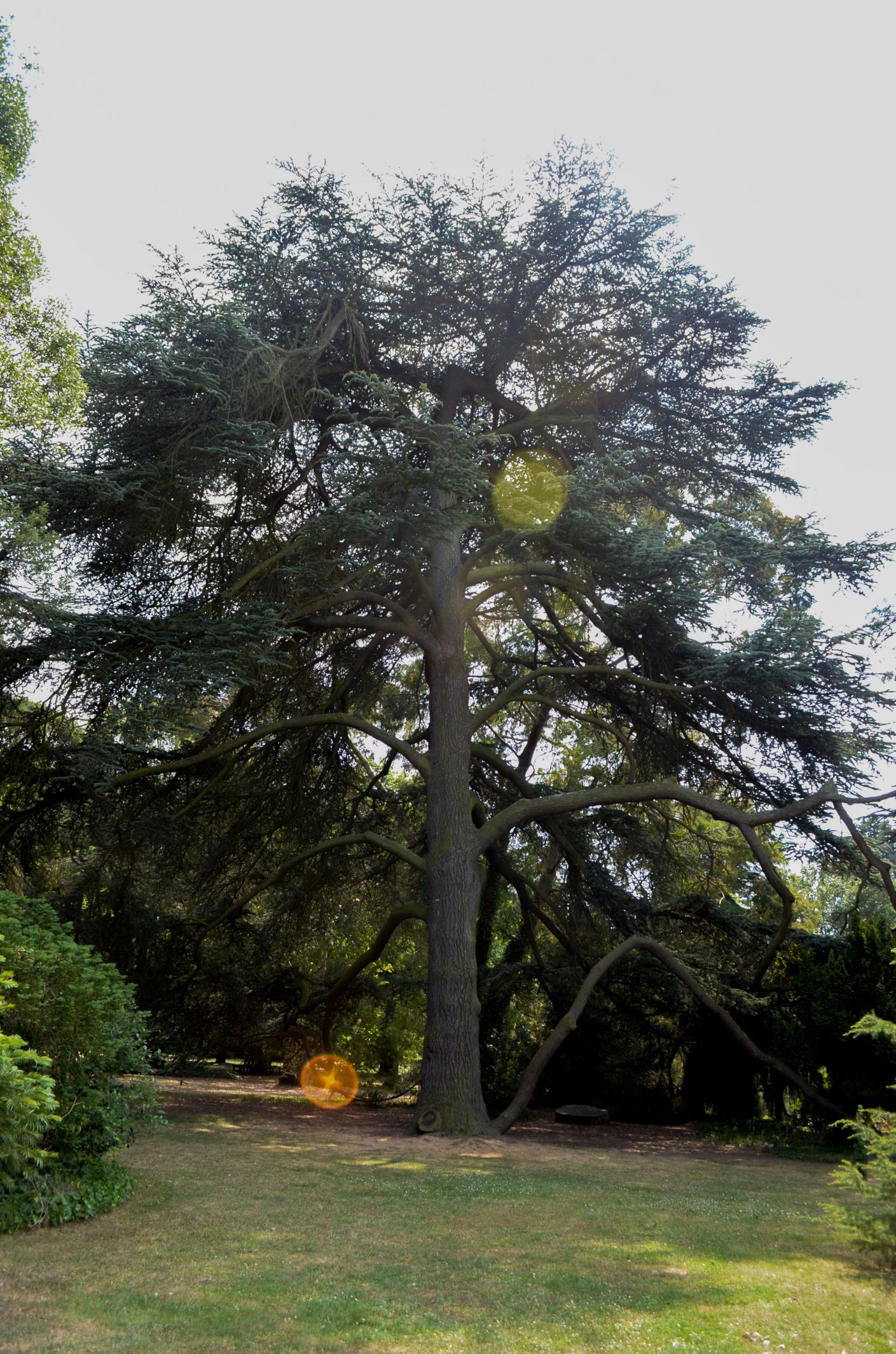 Image of Cedrus atlantica 'Glauca'