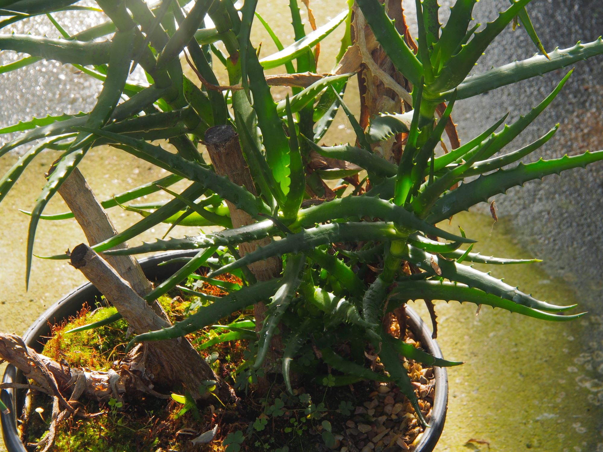 Image of Aloe kedongensis