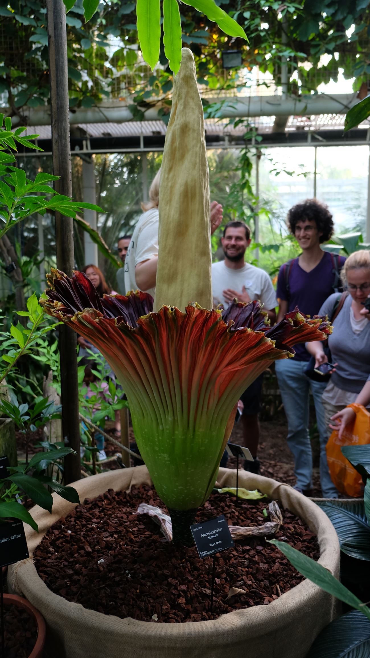 Image of Amorphophallus titanum