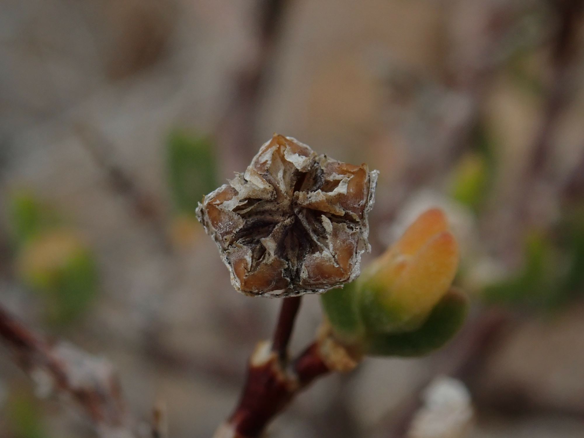 Image of Drosanthemum inornatum