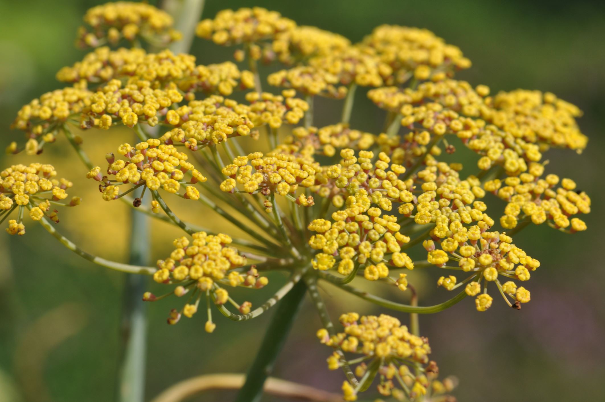 Image of Foeniculum vulgare 'Purpureum'
