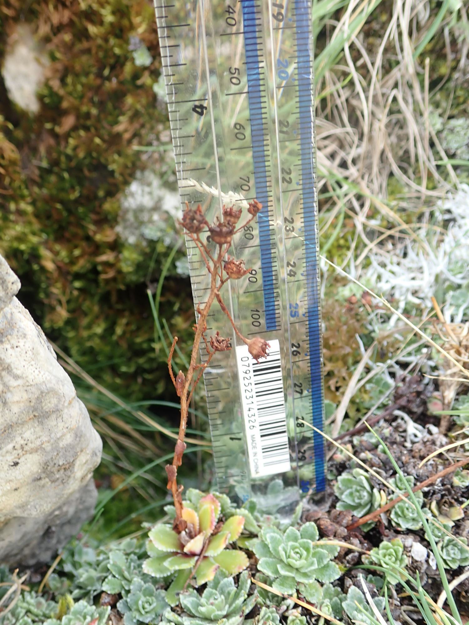 Image of Saxifraga paniculata