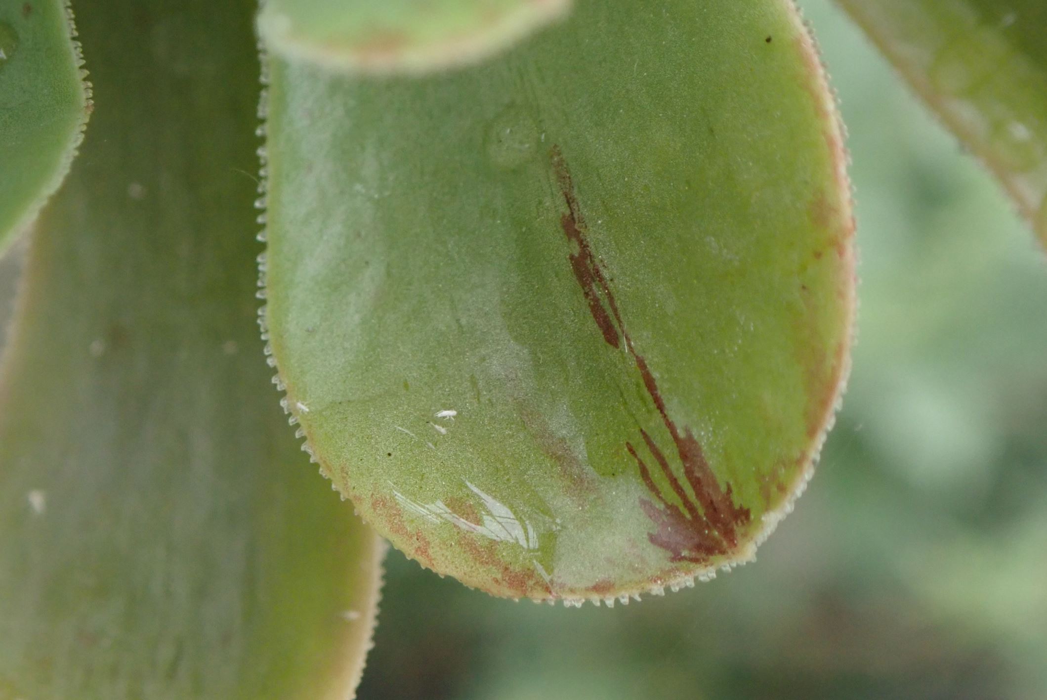 Image of Aeonium spathulatum