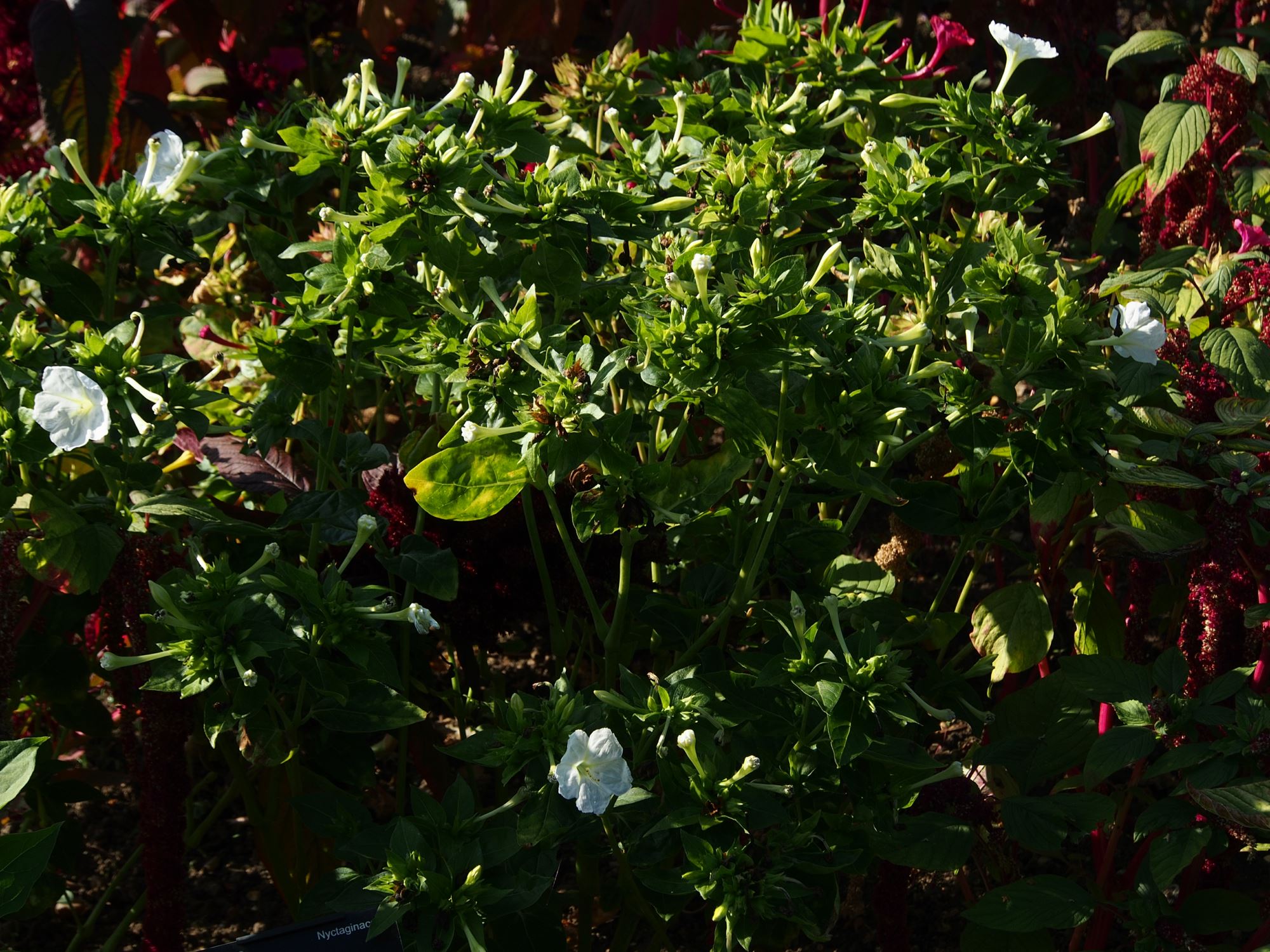 Image of Mirabilis jalapa