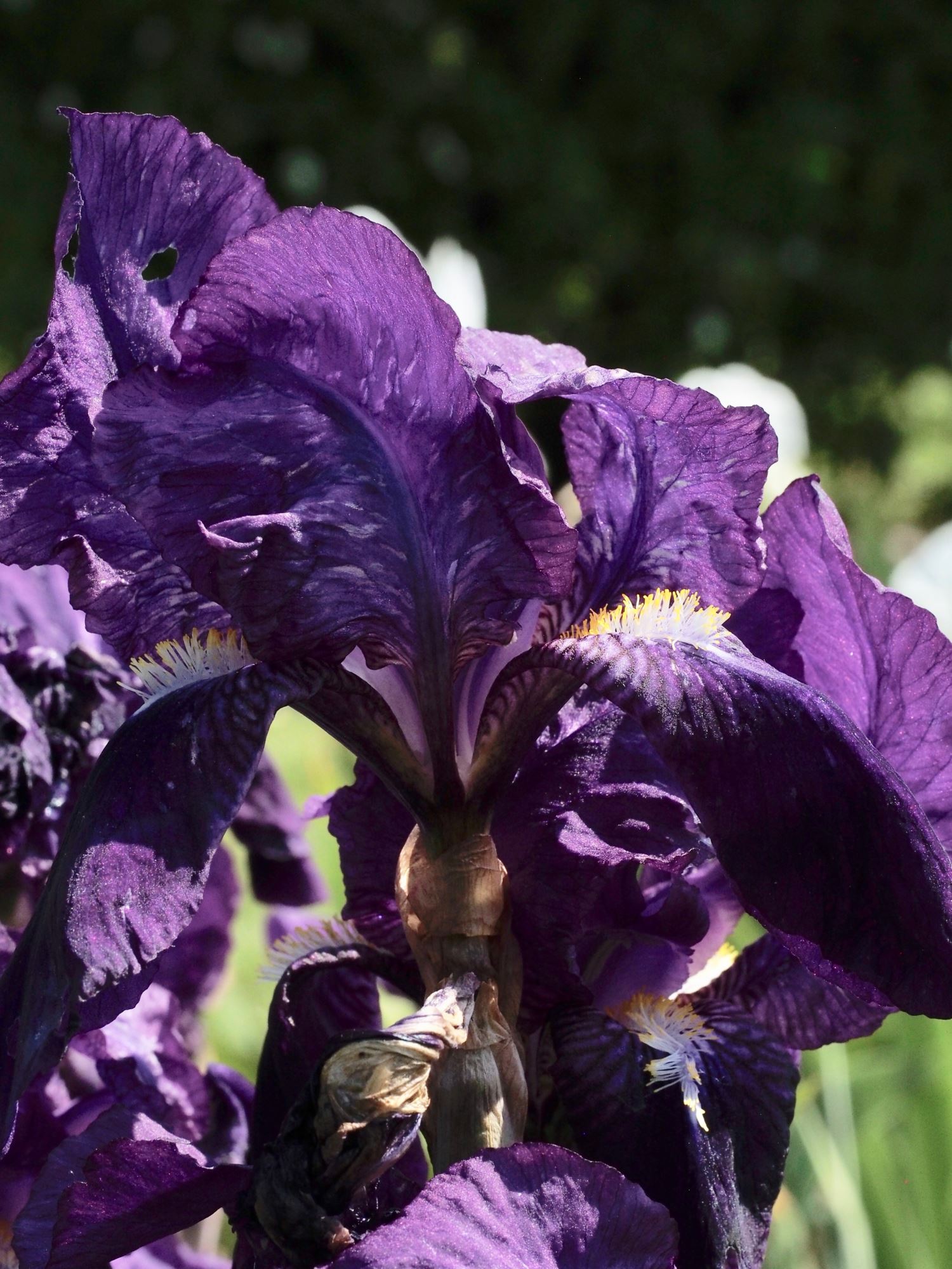 Image of Iris germanica