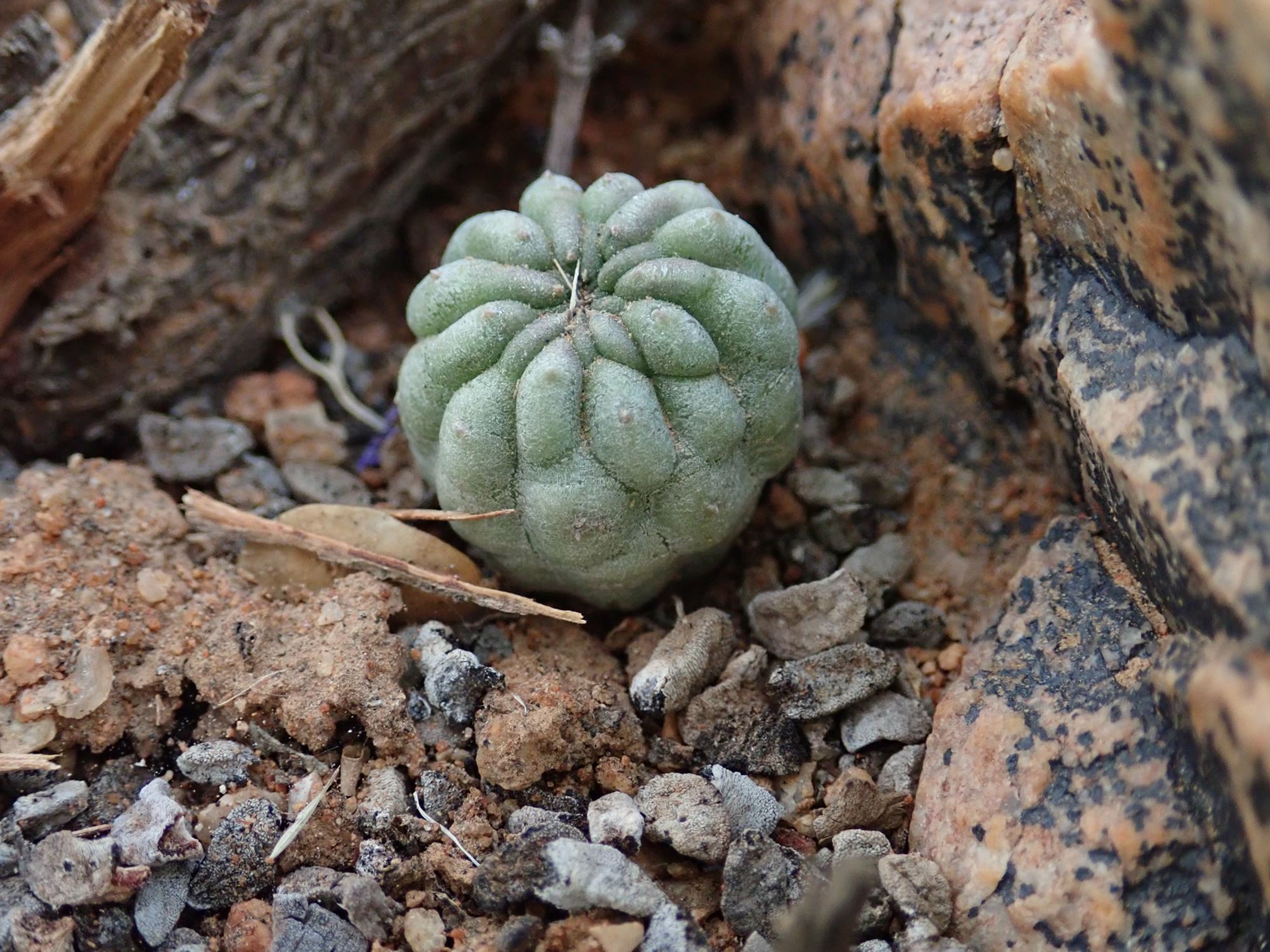 Image of Larryleachia sp.