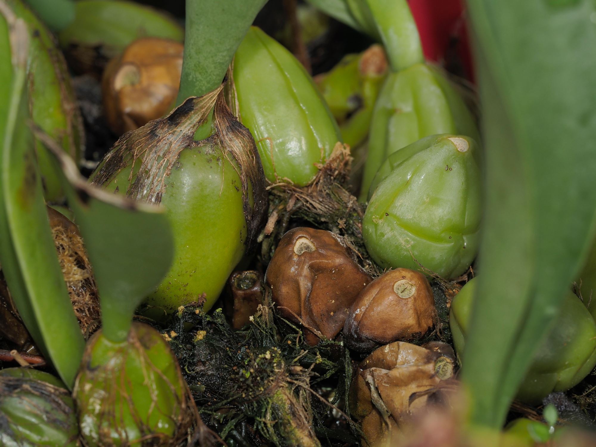 Image of Bulbophyllum picturatum