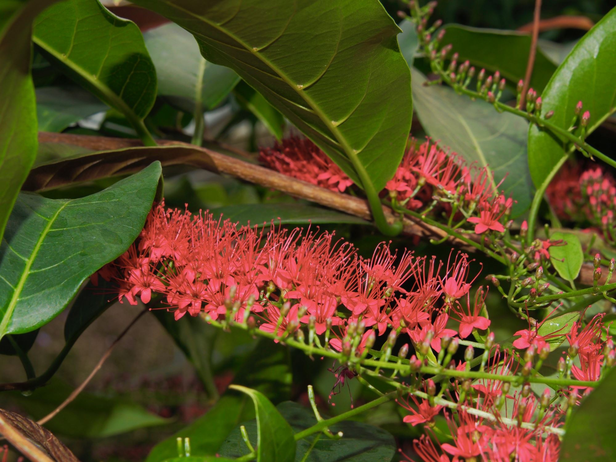 Image of Combretum coccineum